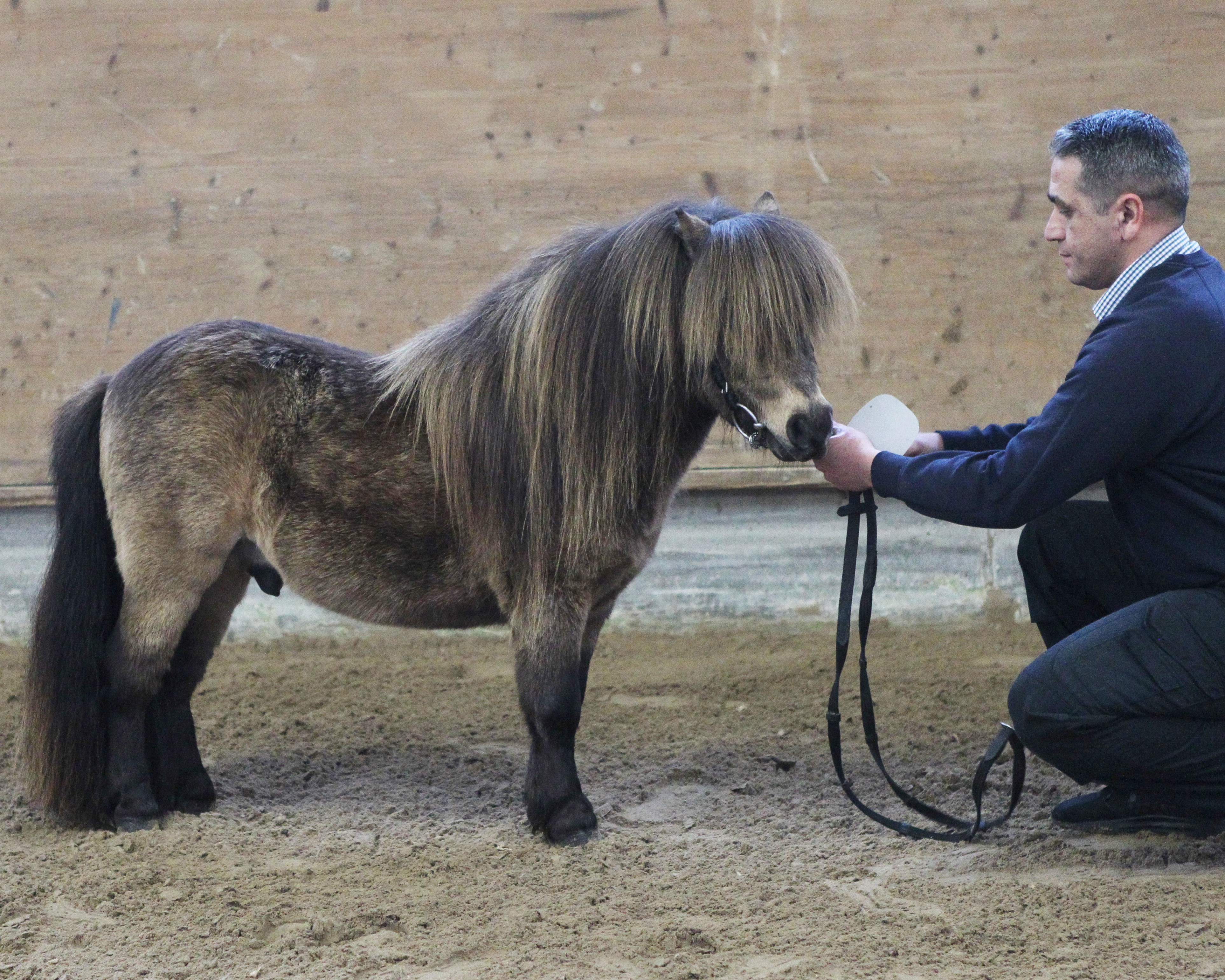 Kat. 01 Kick v.d. Huslerij, (ShetMin) von Beloki x Wild Indigo of Riverdance (Andreas & Jessika Wagner, Warin). Foto: Jutta Wego