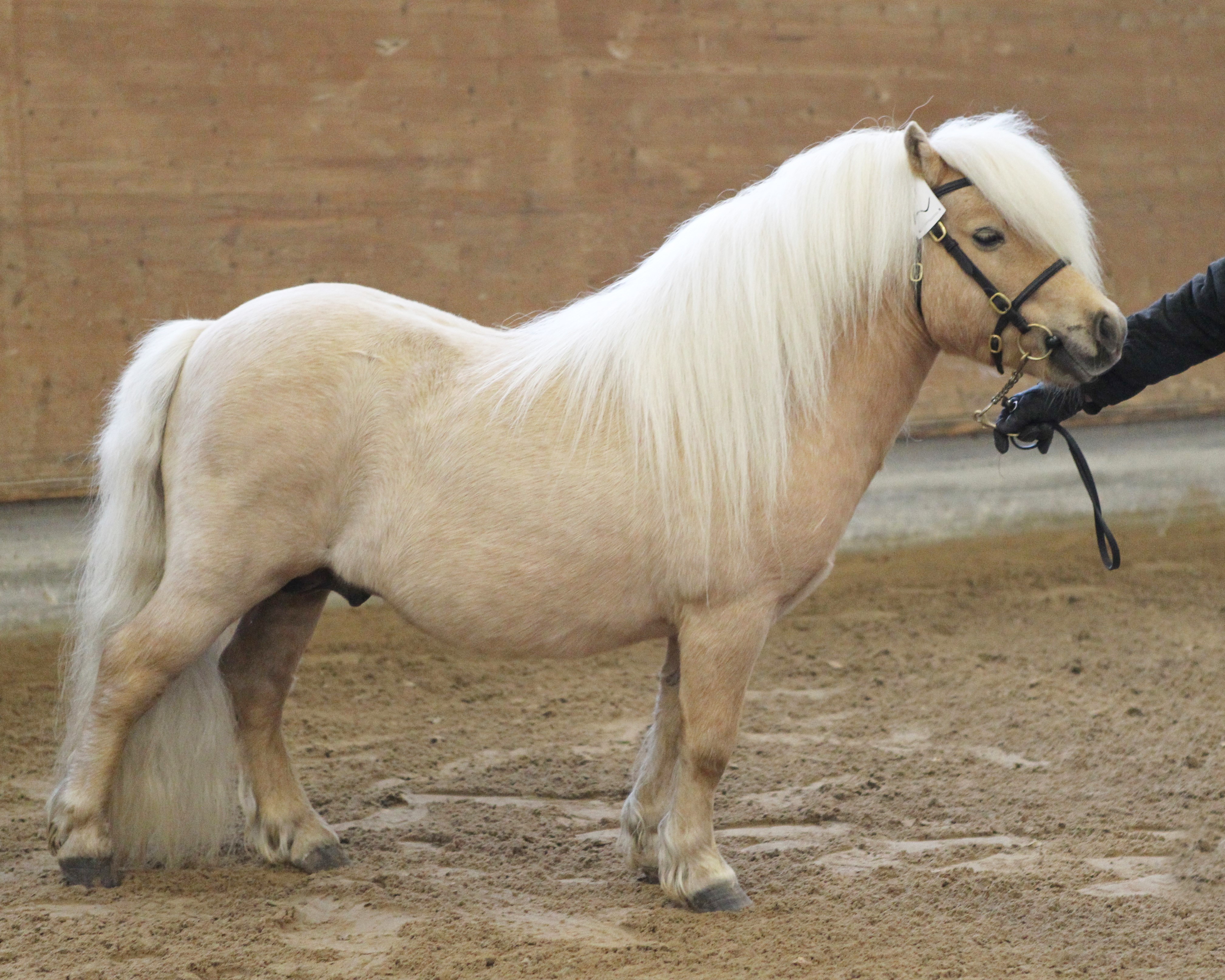 Kat. 02 Stjernens Mini-Supreme (ShetMin) von Bergeruds Playboy x Toyhorse Lord Toffe (Janny & Tina Soerensen, Melby). Foto: Jutta Wego