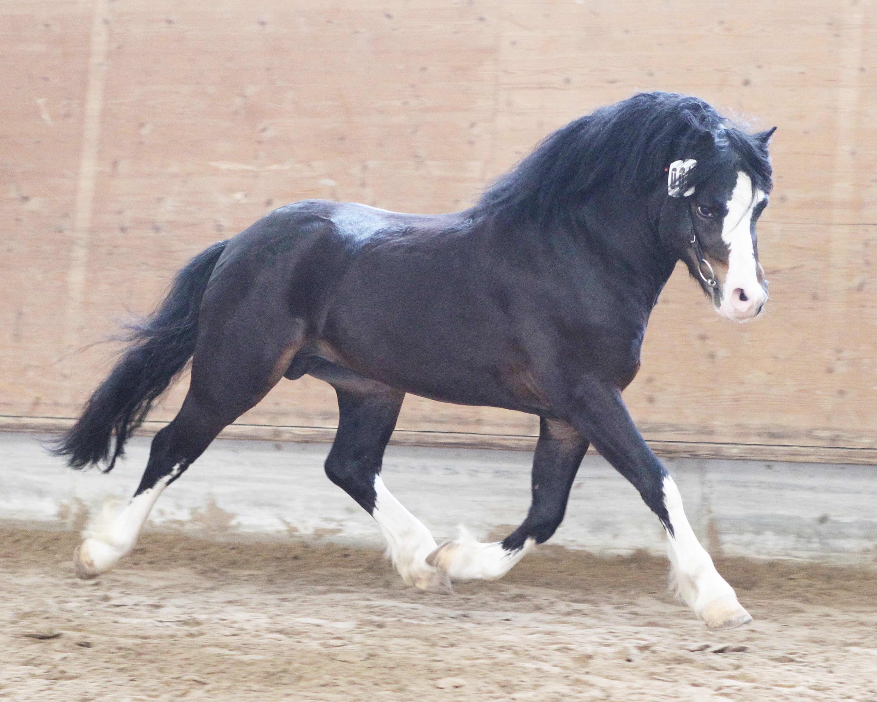 Kat. 08 Leander (Wel.A) von Leandro x Dyfed Caled (Dirk Knopik aus Woldegk). Foto: Jutta Wego