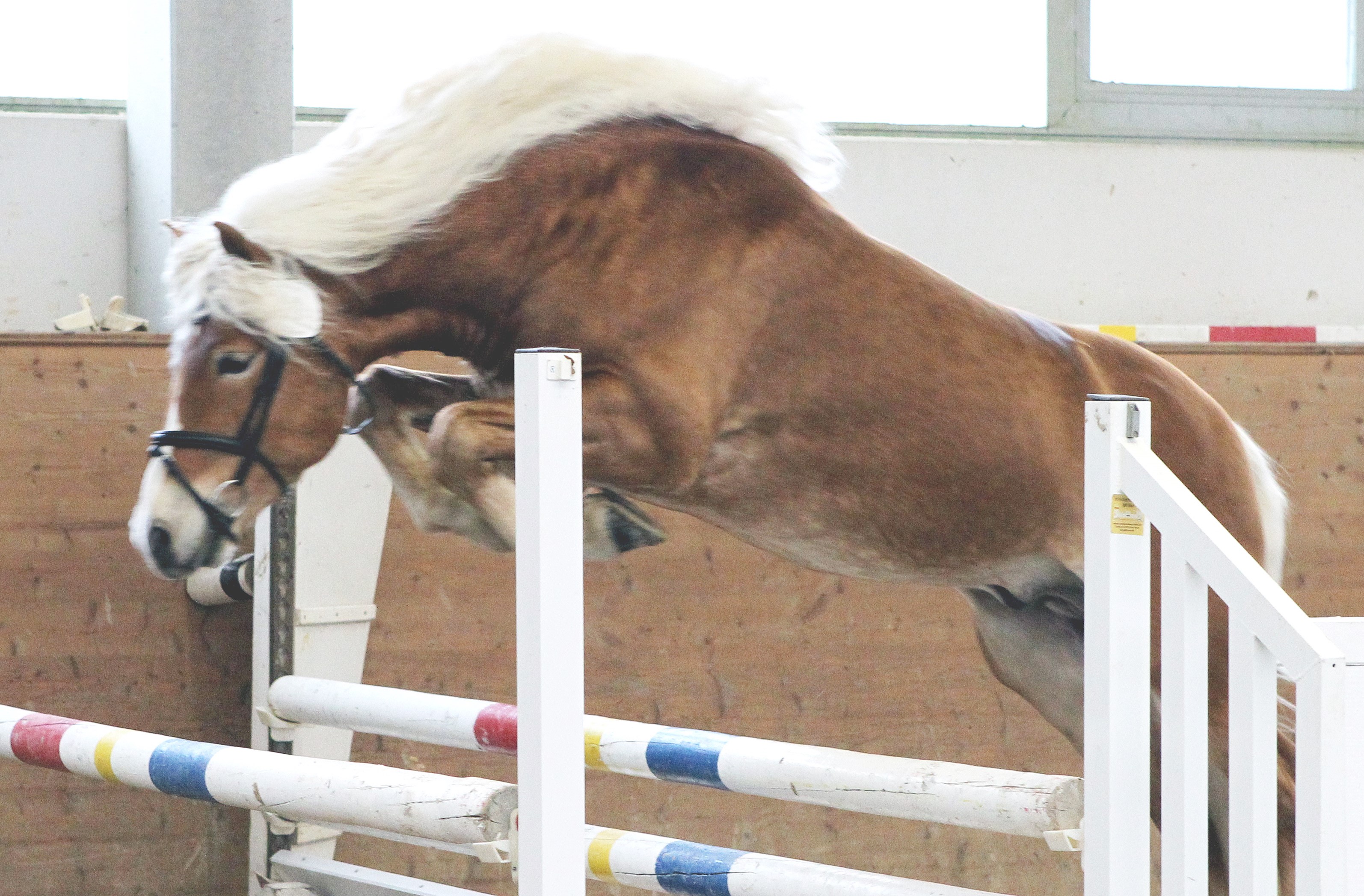 Kat. 11 Haflinger von Arachon II x Nobelius x Niko (Rainer & Susanne Kohl, Brüel). Foto: Jutta Wego