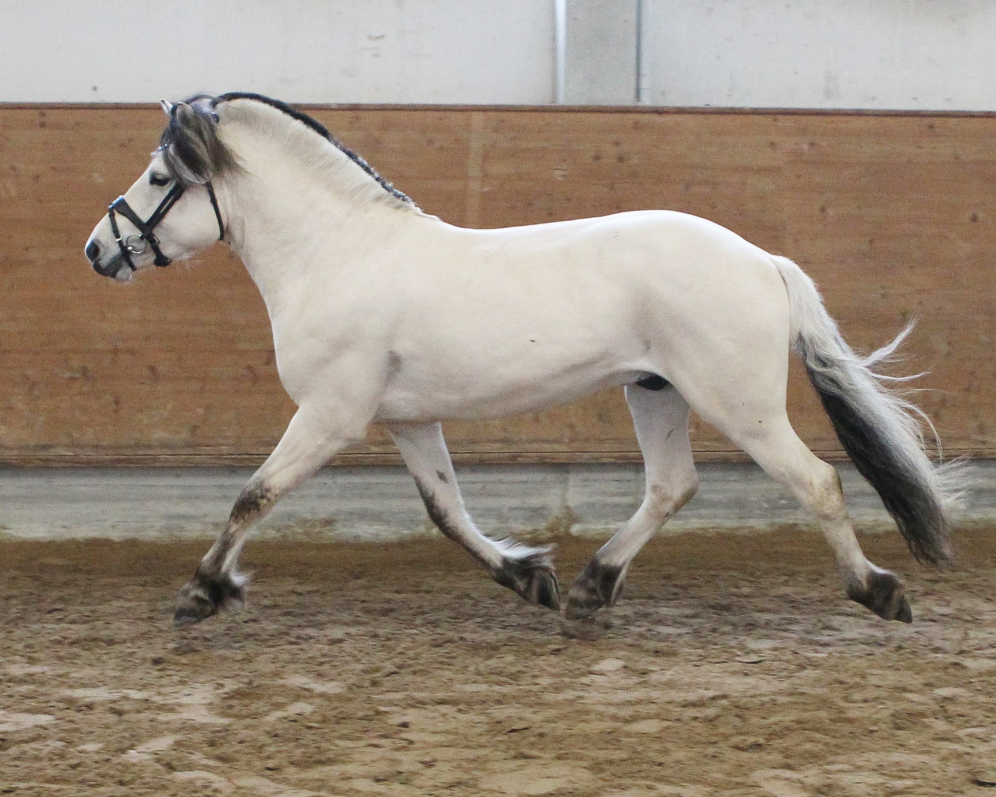 Kat. 13 Sören (Fjordpferd) von Elite Solbjor Borken x Dexter x Reidilf (ZG Brauer, Tanger-Bimark). Foto: Jutta Wego