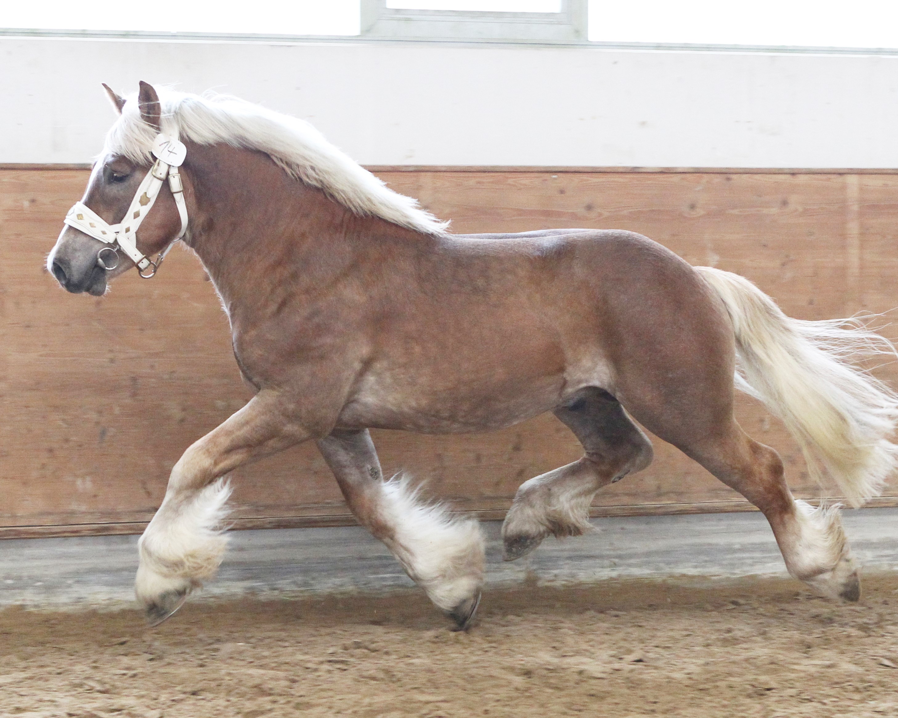 Kat. 14 Louisdor (RhD-K) von Luidor x Nathan x Vainqueur De Seigneur (Hagen Schünemann, Goldbeck). Foto: Jutta Wego