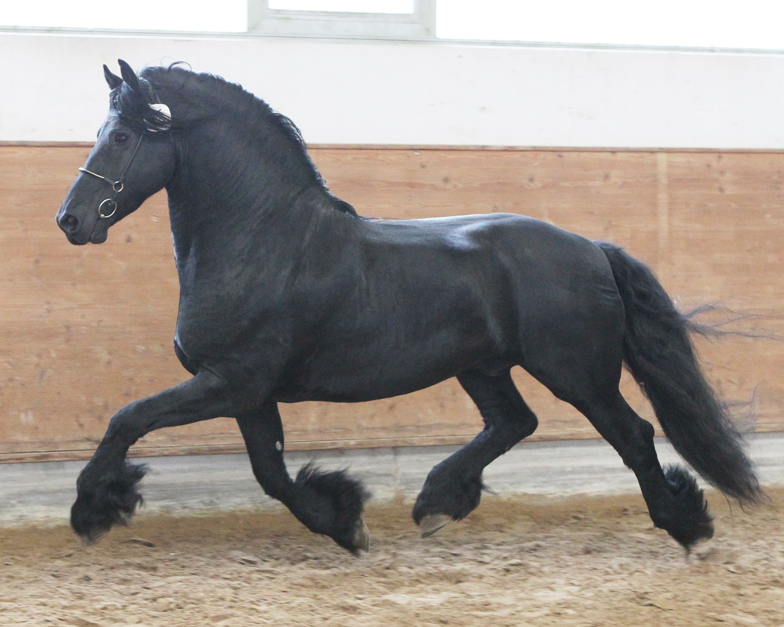 Kat. 16 Jumper K (Friese) von Jasper x Fetse x Oege (Burghard Köpnick, Wusterhusen). Foto: Jutta Wego