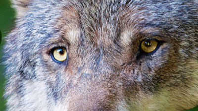 Pferdezüchter machen sich Sorgen wegen des Wolfs.