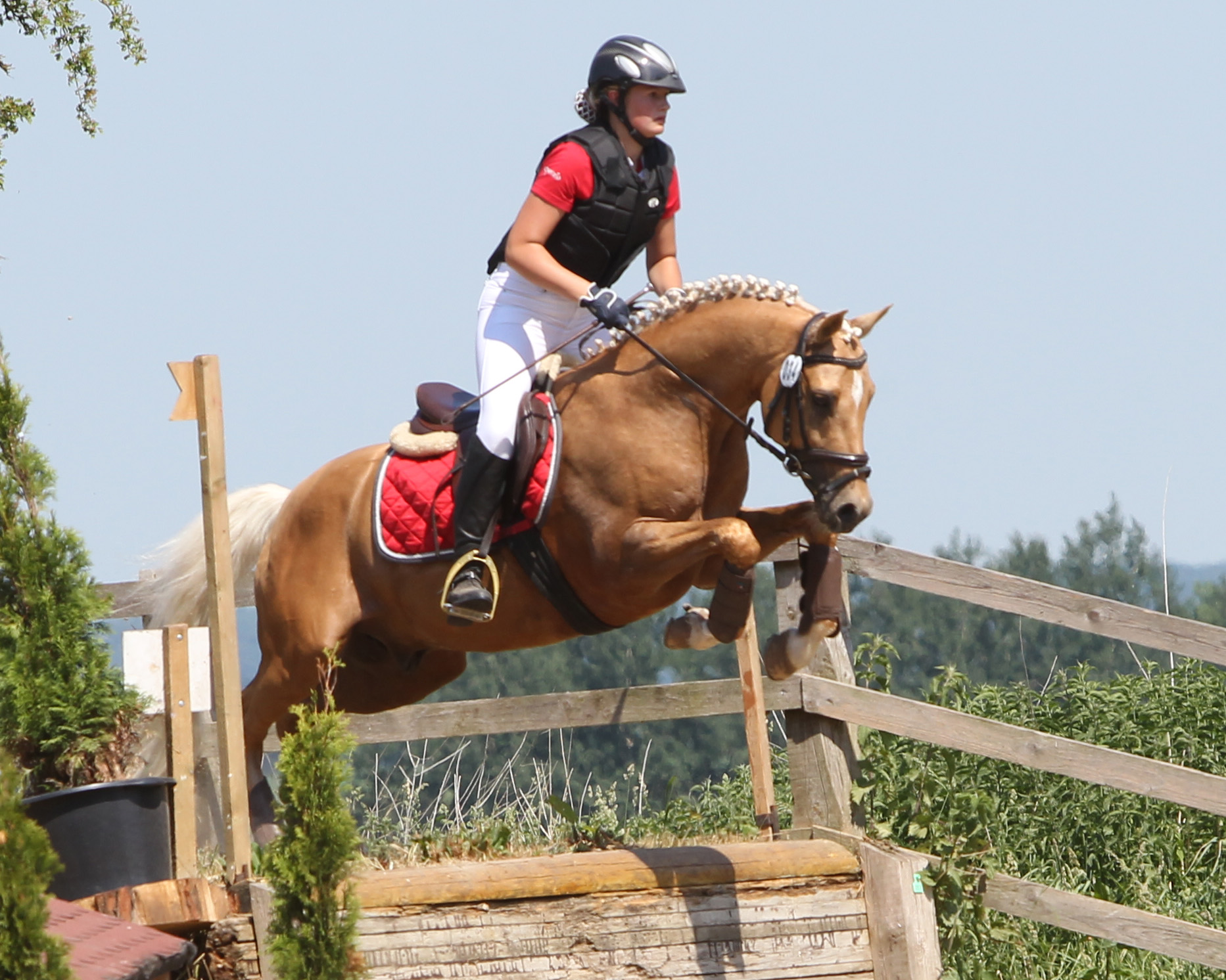 Die 15-jährige Freya Schaepe vom PSV Mühle Altkalen will ihren Landesmeistertitel bei den Ponyreitern aus dem letzten Jahr mit dem gekörten Ponyhengst Nancho?s Golden Star verteidigen. Foto: Jutta Wego