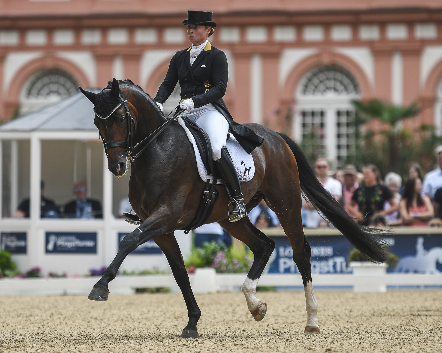 Isabell Werth gewann mit dem 9-jährigen Quaterback-Sohn DSP Quantaz, den Ronald Lüders (Güstrow) zur S-Reife brachte, den Grand Prix Special, ihr 13. Sieg in dieser Prüfung in Wiesbaden. Foto: equistock 