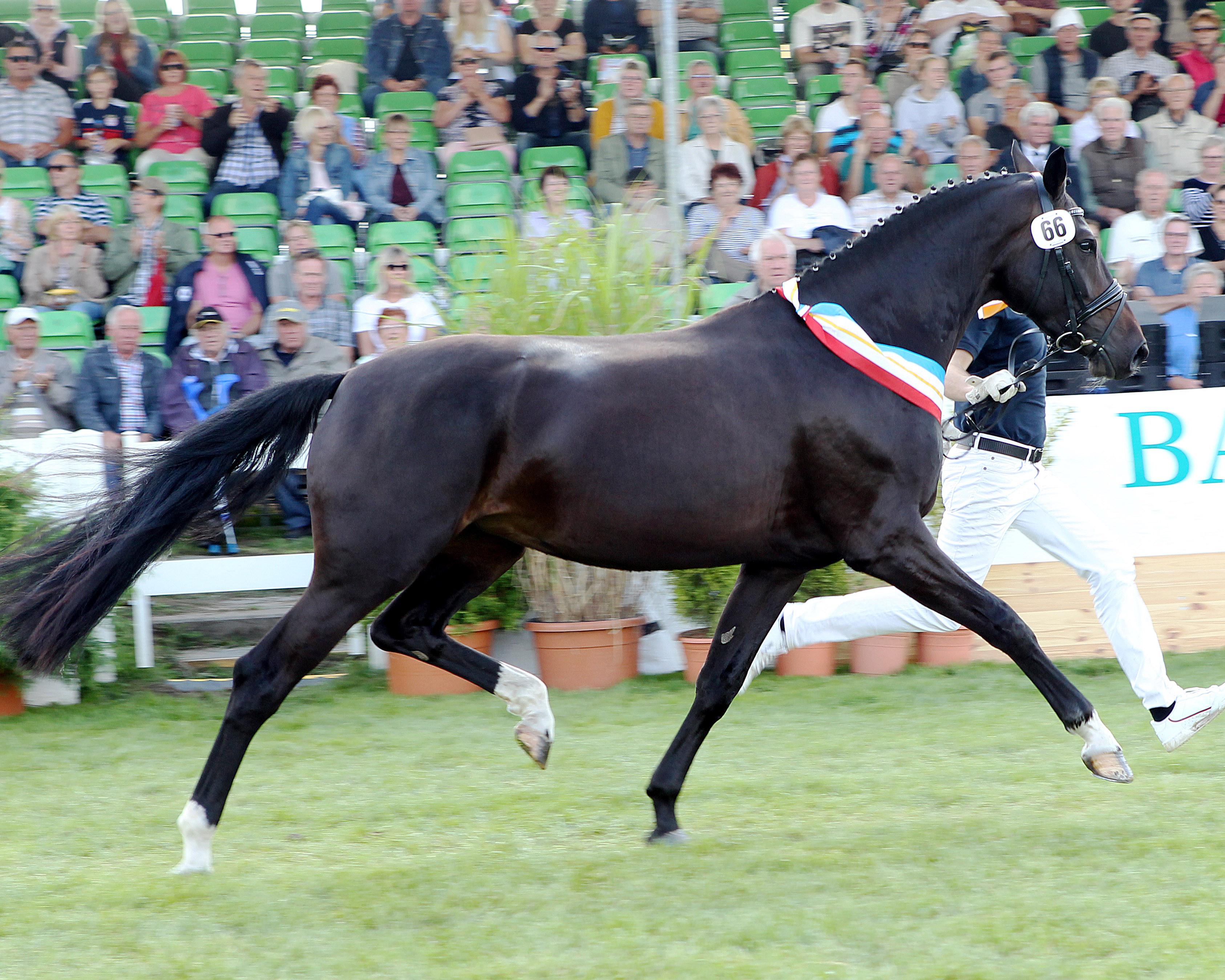 Die Siegerstute des Jahres 2018 Daytona Beach v. Daily Deal aus der Staatsprämienstute Sonny von Sancisco x Duros x Remus/T (Züchter Gut Hohen Luckow). Foto: Jutta Wego