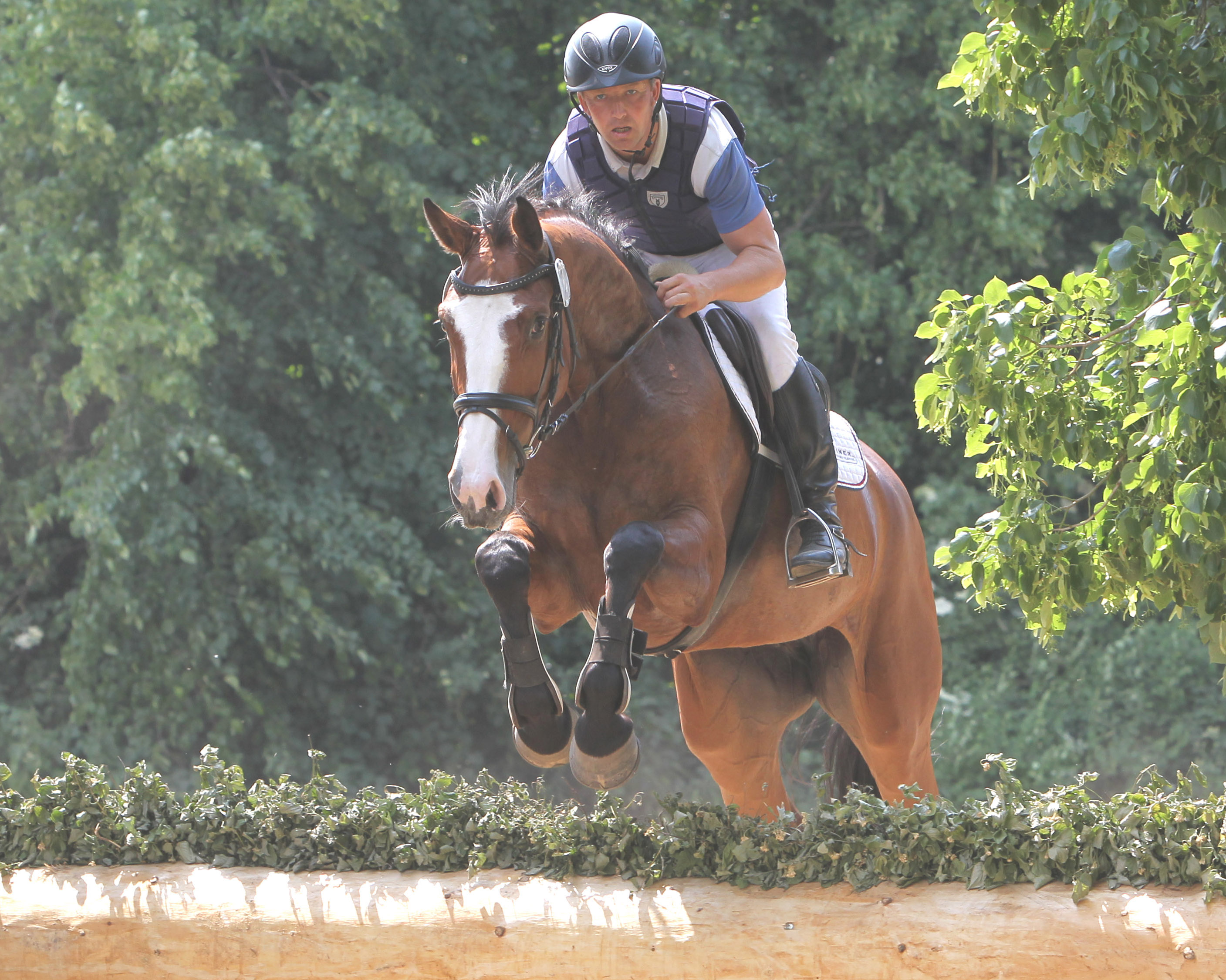 Zu den Teilnehmern des Bundeschampionats gehörte auch in diesem Jahr Andreas Brandt (Neuendorf). Mit dem 6-jährigen Hannoveraner Fein Brasil zog er ins Finale der Vielseitigkeitspferde ein und wurde Fünfter. Foto: Jutta Wego