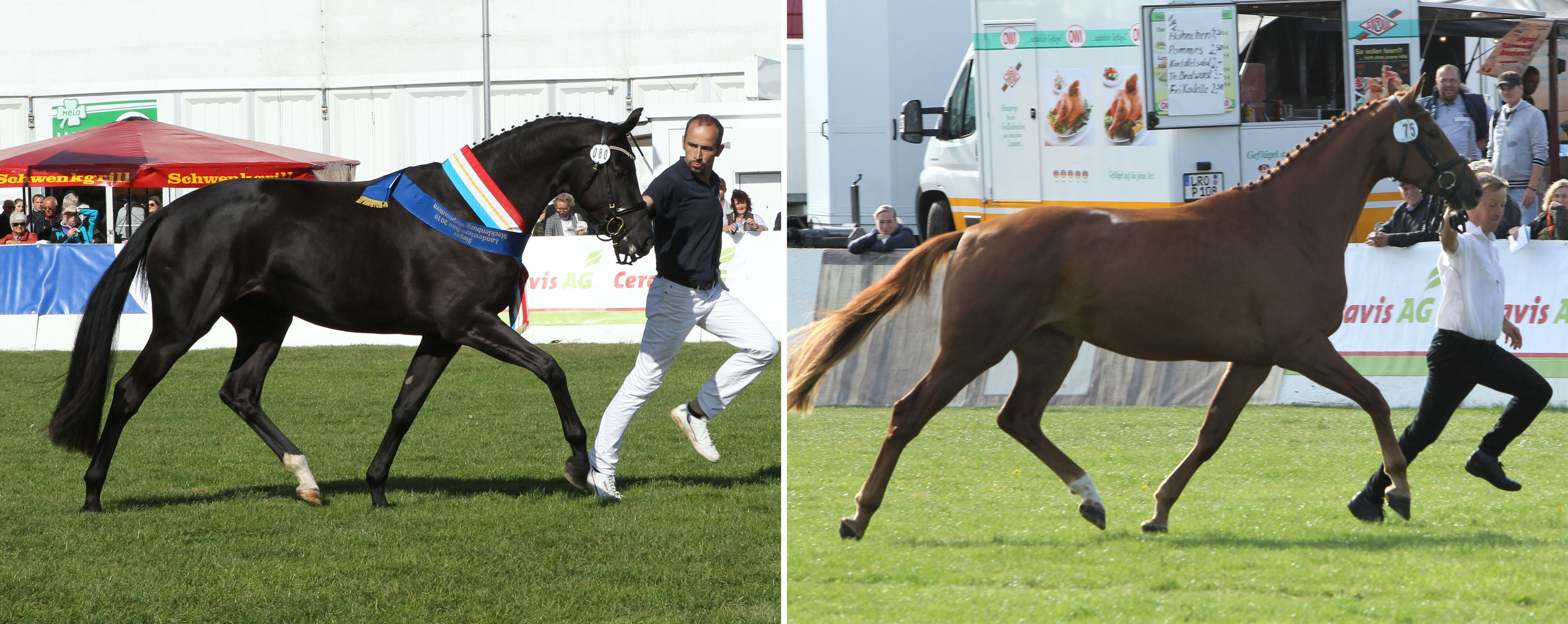 Links: Mecklenburger Siegerstute Megan v. Millennium x Sancisco (Z.: ZG Wurzer, Datzetal; B.: Sandra Engelmann, Weitenhagen). Rechts: Reservesiegerin Donna Gloria B v. D‘Olympic x Edward (Z.u.B.: Bianca & Andreas Brandt, Neuendorf). Fotos: Jutta Wego