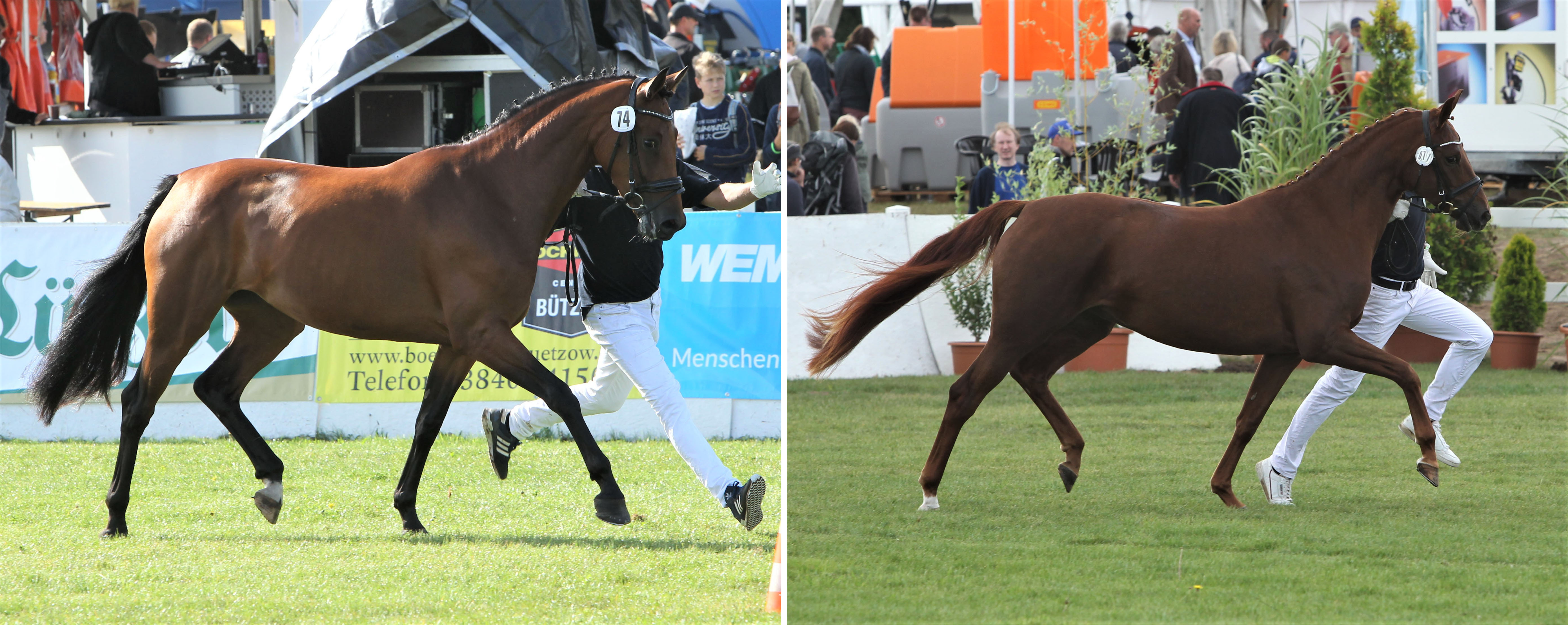 Links: Mecklenburger Brillantring 3. Djamila v. D'Olympic x Liberty Son (Z.u.B.: Daniela & Matthias Nerstheimer, Ravensberg). Rechts: 4. Fürstin Amely v. Fürst Wilhelm x Juventus (Z.: Hasselmann GbR, Anklam; B.: Dr. Holger Vogel, Boldekow). Fotos: Jutta Wego