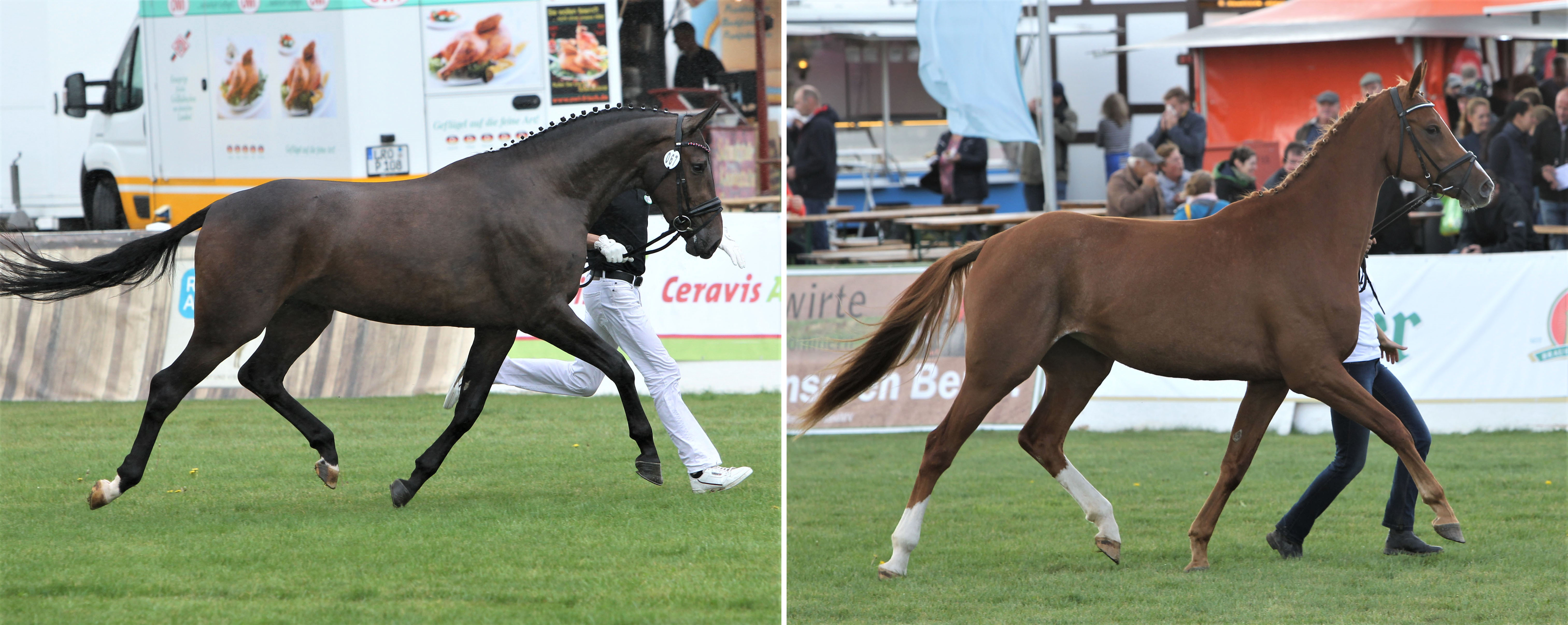 Links: Mecklenburger Brillantring 5. Brienne v. Bernay x Stedinger (Z.u.B.: Ulrike Anders, Drosedow). Rechts: 6. Gontana v. GoldschmidtT. x Pinatubo (Z.u.B.: Gestüt Ganschow, Friedhelm Mencke, Ganschow). Fotos: Jutta Wego