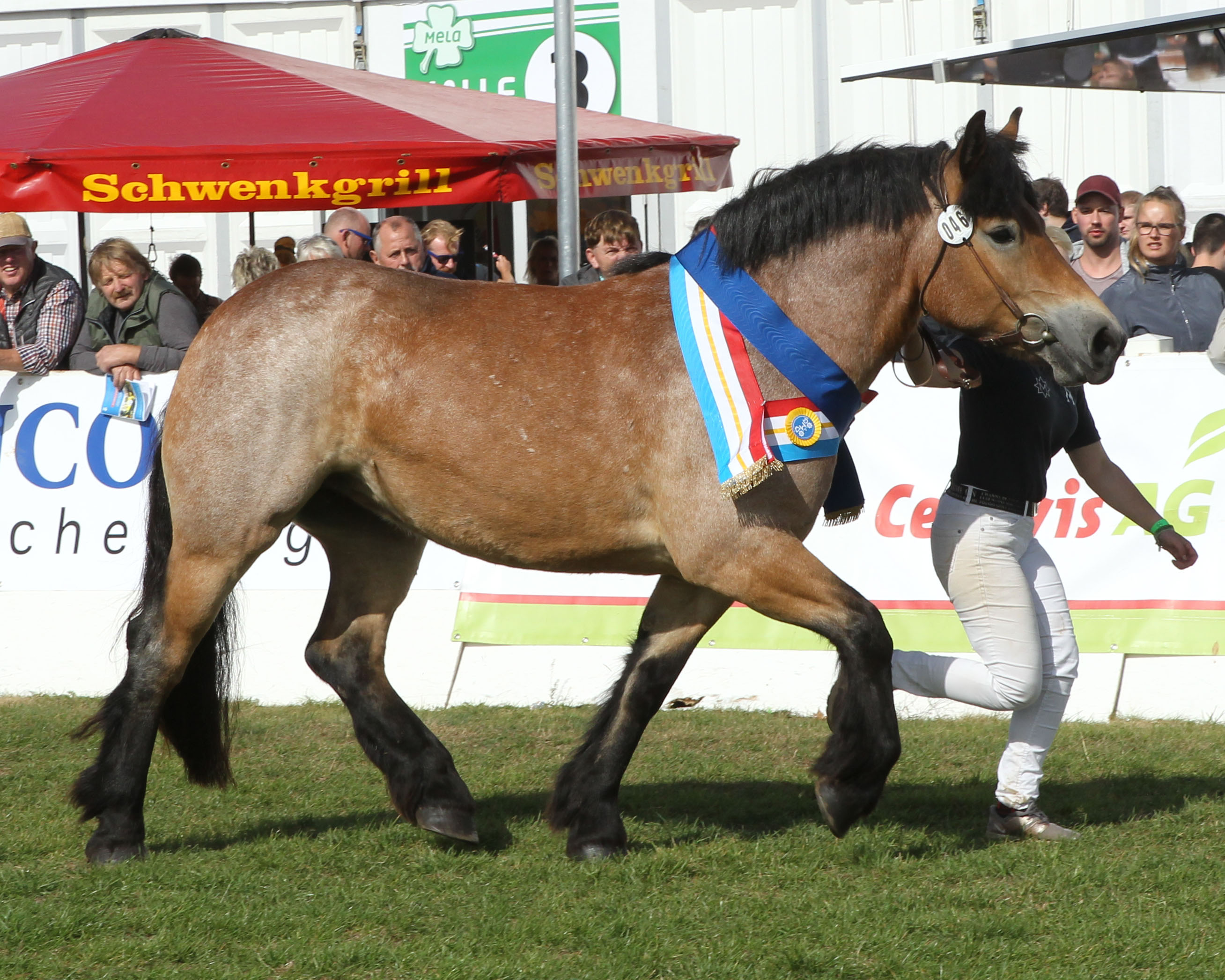 Rheinisch Deutsches Kaltblut Landlady II v. Louis x Norfolk (Z.u.B.: Günther Lüdders, Göhren-Lebbin). PKS-Siegerstute. Foto: Jutta Wego