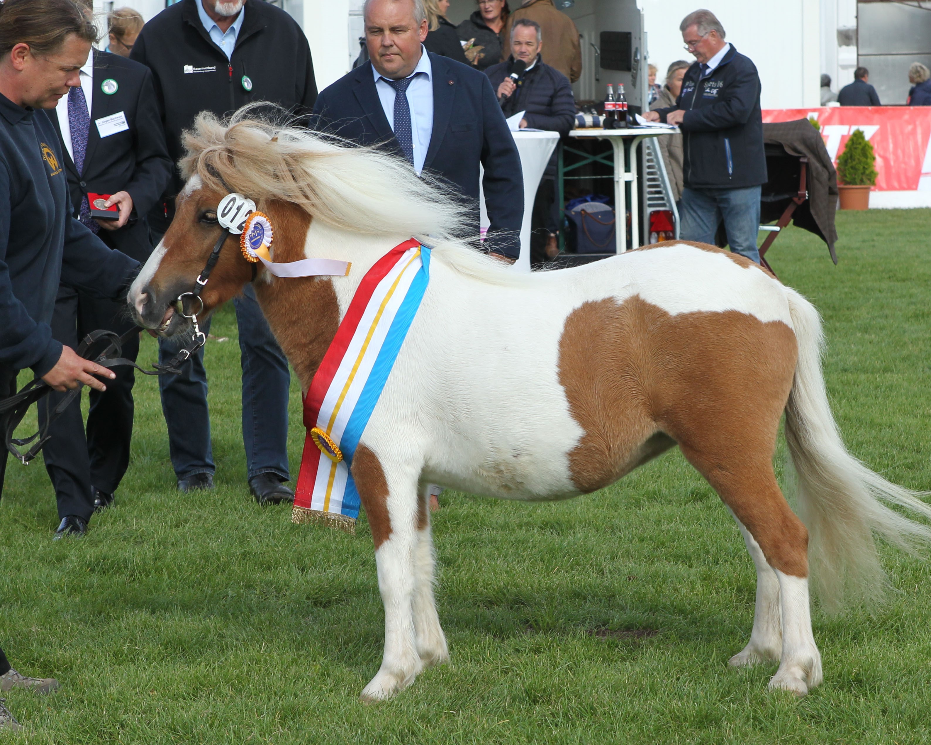 Shetlanponys Siegerstute Amy II v. Ambitie van de Zandkamp x Putz (Z.u.B.: Elisabeth & Gisbert Koch, Setzin). Foto: Jutta Wego