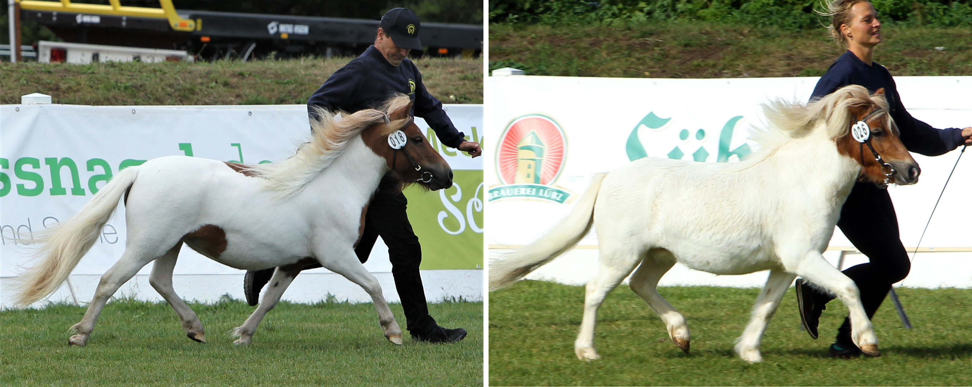 Shetlanponys: Links 2. Kathinka van de Zandkamp v. Itt van de Zandkamp x Pybe van Stal de Toekomst (Z. G. Groeneveldt, Elst; B.: Christina Körner, Langelsheim). Rrechts 3. Xerinde v. Ambitie van de Zandkamp x Naikel van de Witte Maat (Z.u.B.: Elisabeth & Gisbert Koch, Setzin). Fotos Jutta Wego