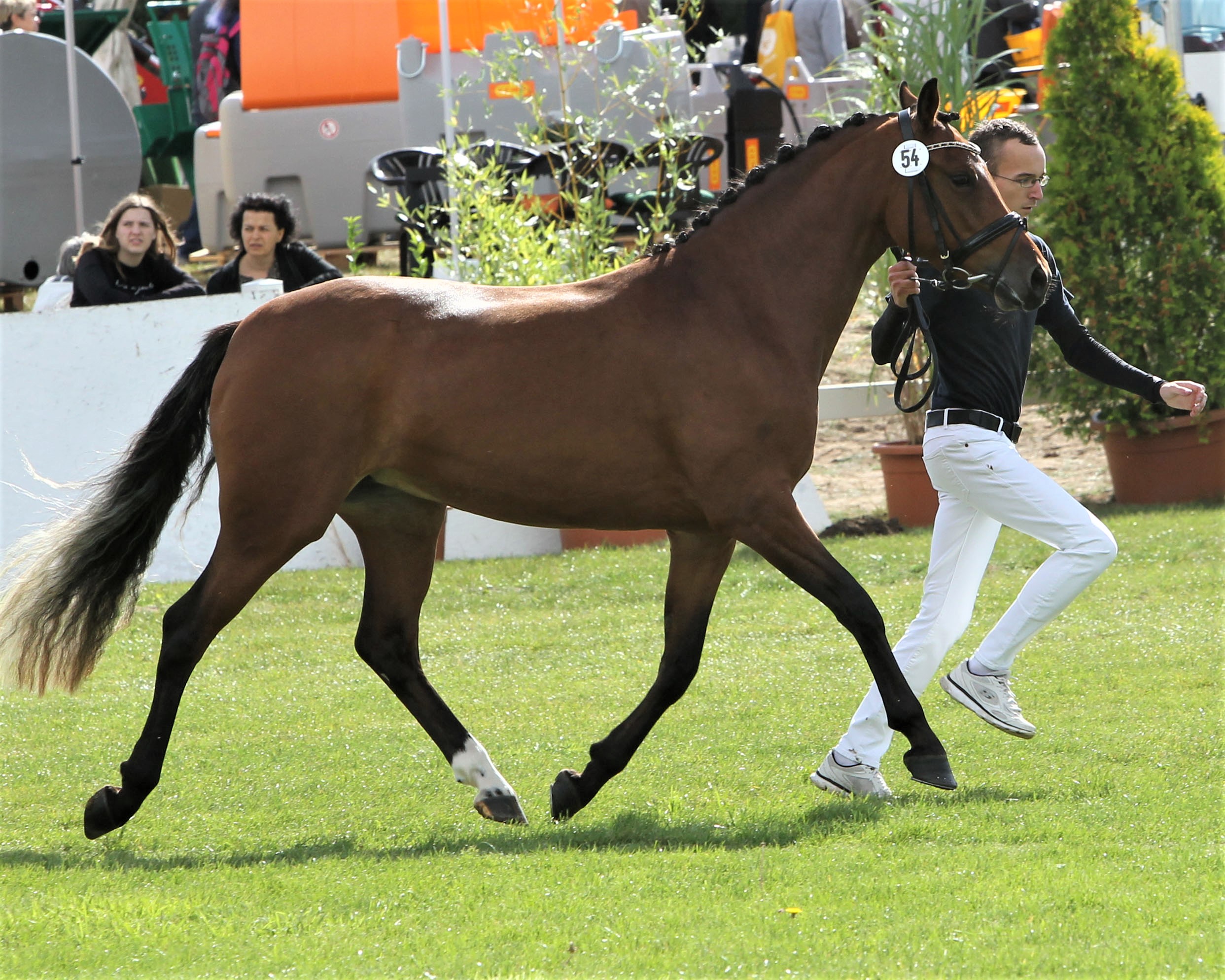 Deutsche Reitponys Siegerstute Capri vM v. Candyman x Bennos Dream (Z.u.B.: Patricia von Mirbach, Kühlungsborn). Foto: Jutta Wego