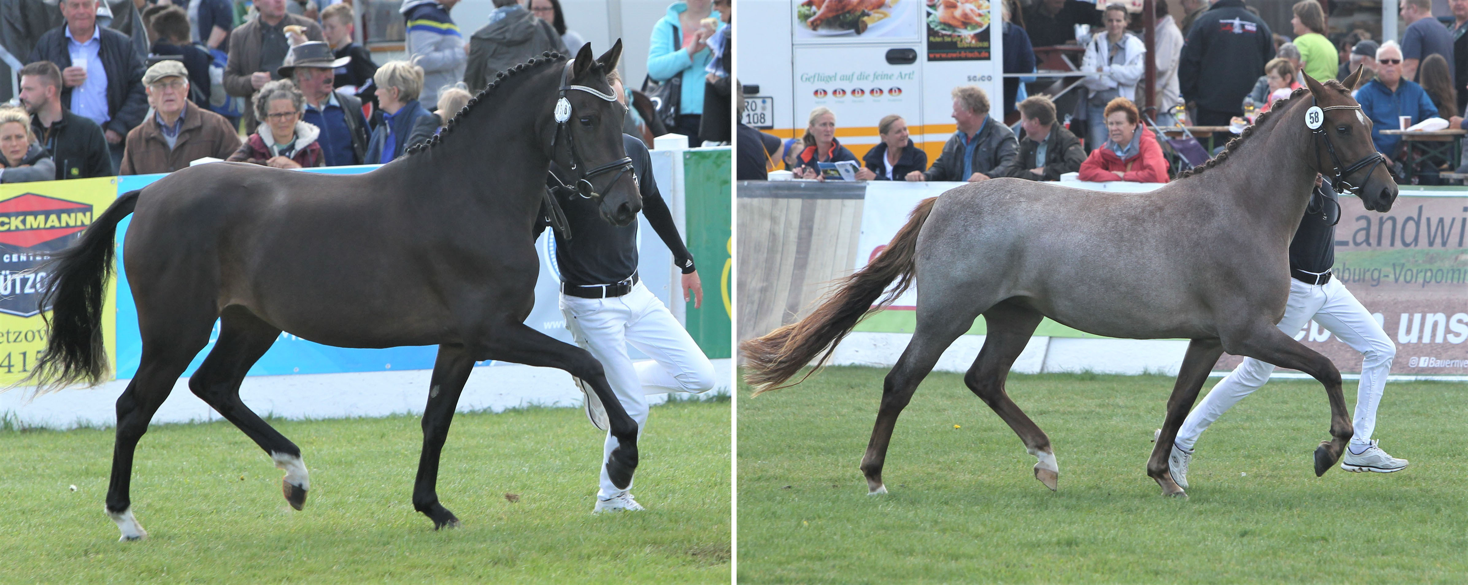 Deutsche Reitponys: Links 2. Clarissa v. Classic Dancer III x Bellini (Z.u.B.: Matthias Guhde, Greifswald). Rechts Deutsche Reitponys 3. Malala vM v. Petit Magic Moment x Bennos Dream (Z.u.B.: Patricia von Mirbach, Kühlungsborn). Fotos: Jutta Wego