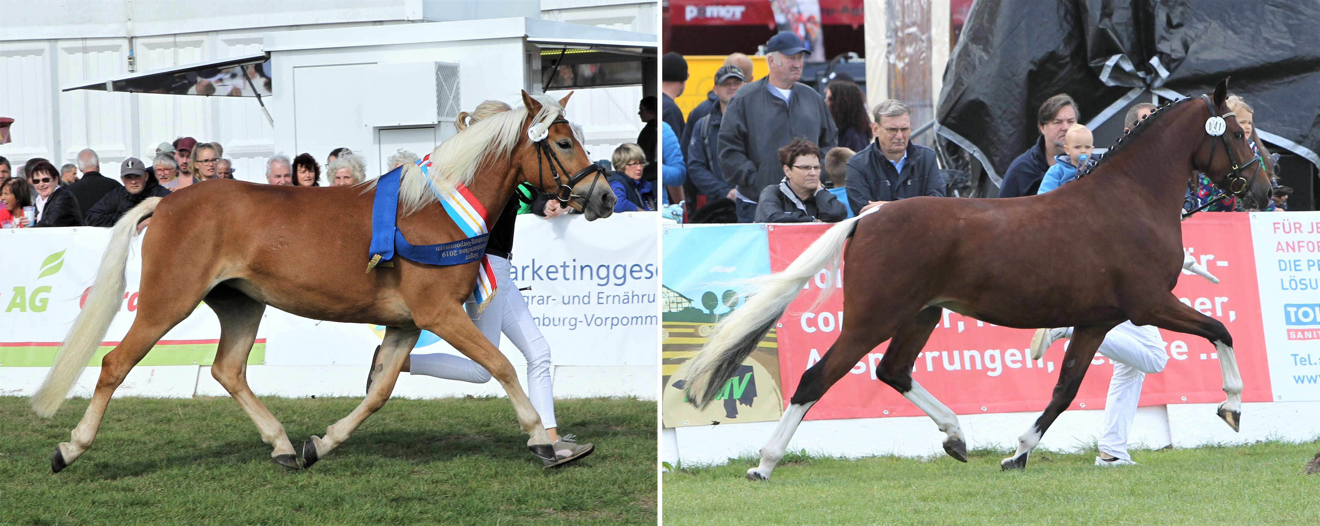 Haflinger Siegerstute Smilla v. Ammersee x Abucco (Z.u.B.: Zuchtgemeinschaft Krug, Brüel). Lewitzer Siegerstute Quinn v. Quaterback's Junior x Graveur (Z.: Mario Mühlenberg, Friedrichsruhe; B.: Sandra Engelmann, Weitenhagen). Fotos: Jutta Wego