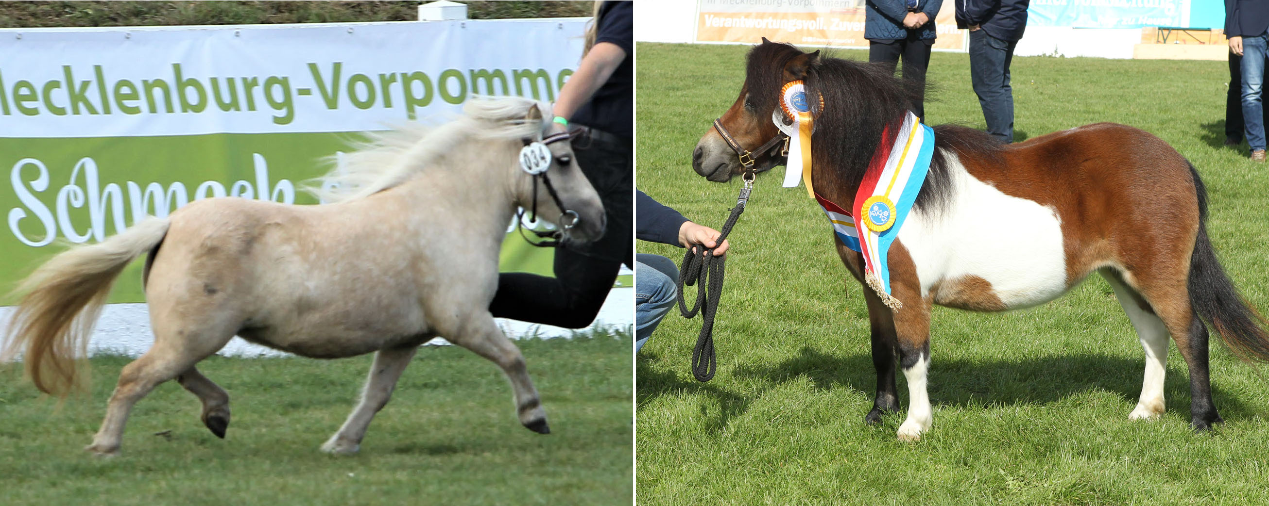 Shetlandpony Minis: Rechts Siegerstute KAATJE VON BERGENO v. Manolito van het Mallewegje x Hendrik van Valkenblik (Z.: Niederlande; B.: Frank John, Bernitt). Links die zweitplatzierte SONNENSCVHEIN v. Abeltje van de Hoeven Allee x Kamiel van de Bolberg (Z.u.B.: Elisabeth & Gisbert Koch, Setzin). Fotos: Jutta Wego