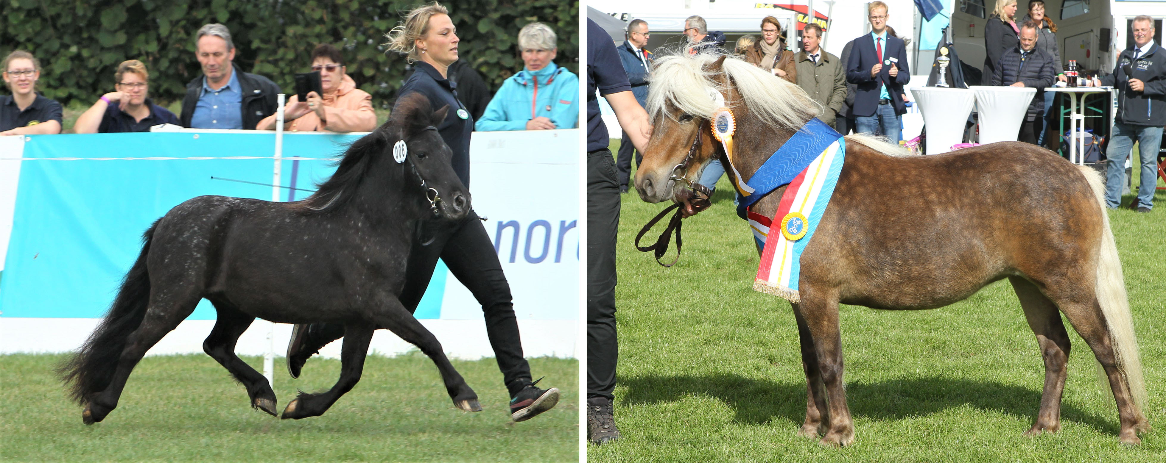 Links Deutsche Partbred Shetlandpony Siegerstute Xente-Girl v. Xente van't heut x Fury (Z.u.B.: Elisabeth & Gisbert Koch, Setzin). Rechts Siegerin Deutsche Classic Ponys Bebette von Jackson x Baron (Z.u.B.: Dirk Lueth, Krummesse). Foto: Jutta Wego