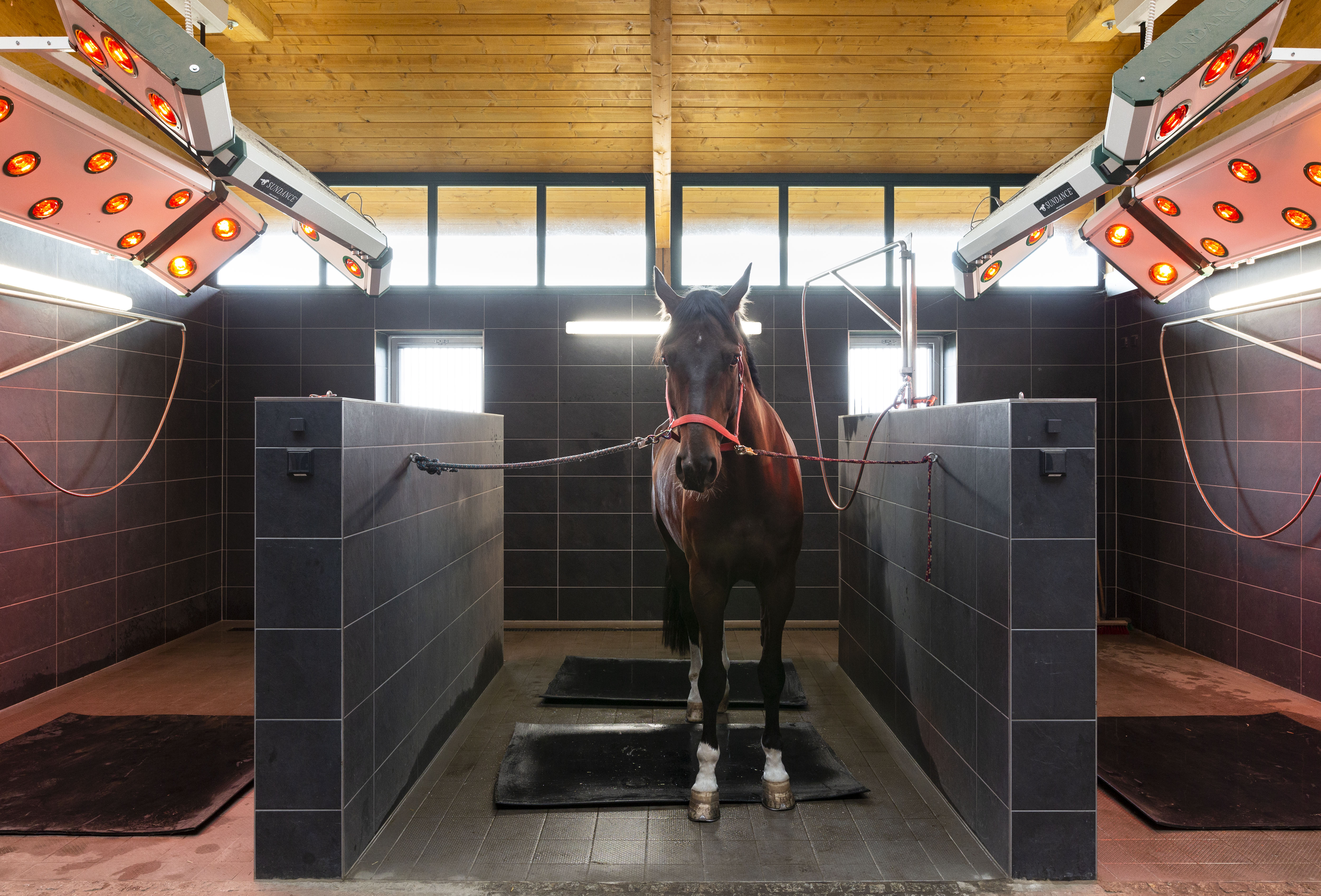 Waschbox mit Solarium im Boxenstall an der Reithalle. Foto: Chantal Wolf 