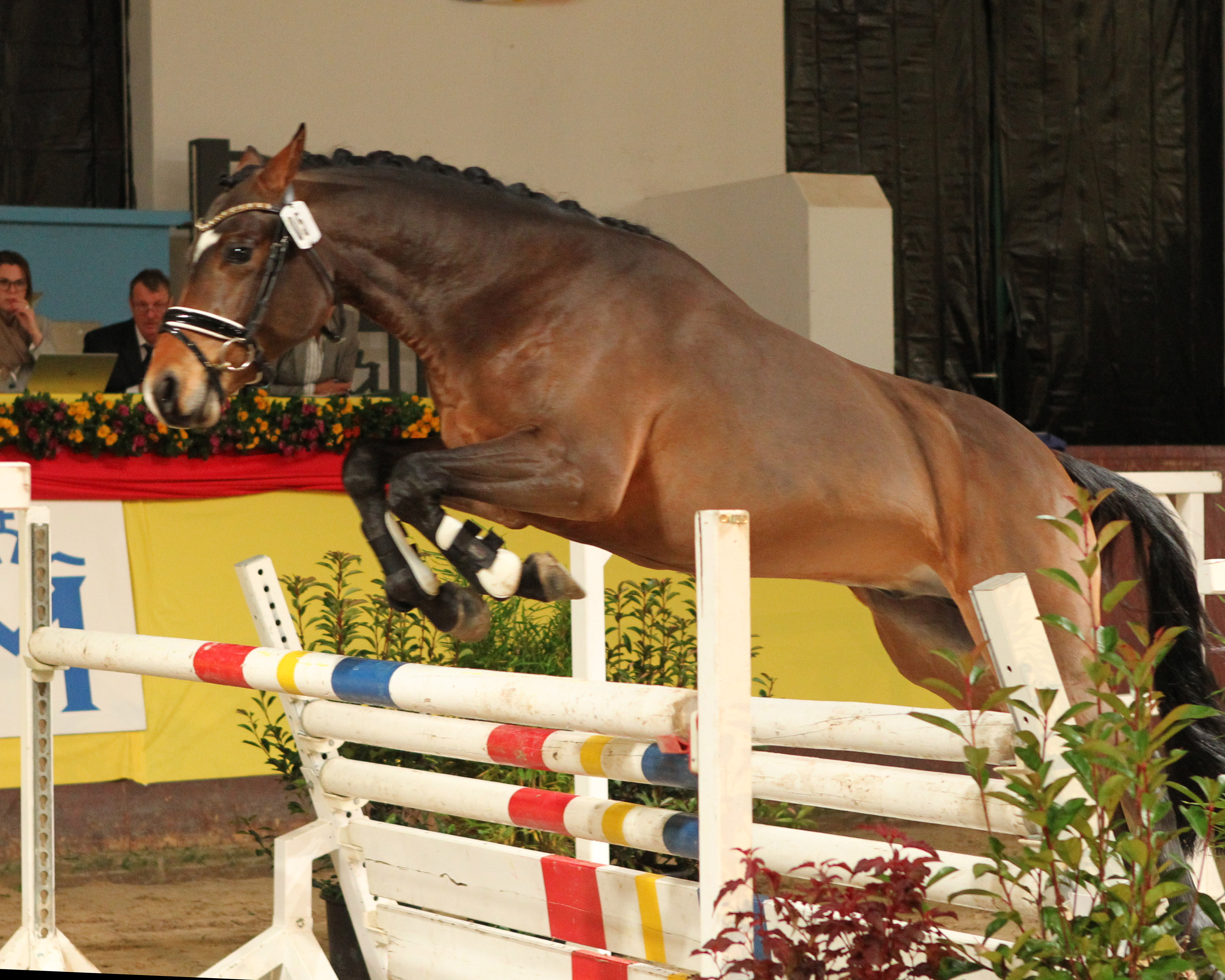 Gekörter Reitponyhengst (Kat.Nr. 5) Divine Zero von Dresscode AT / Niveau / Nightstar / Araff ox.