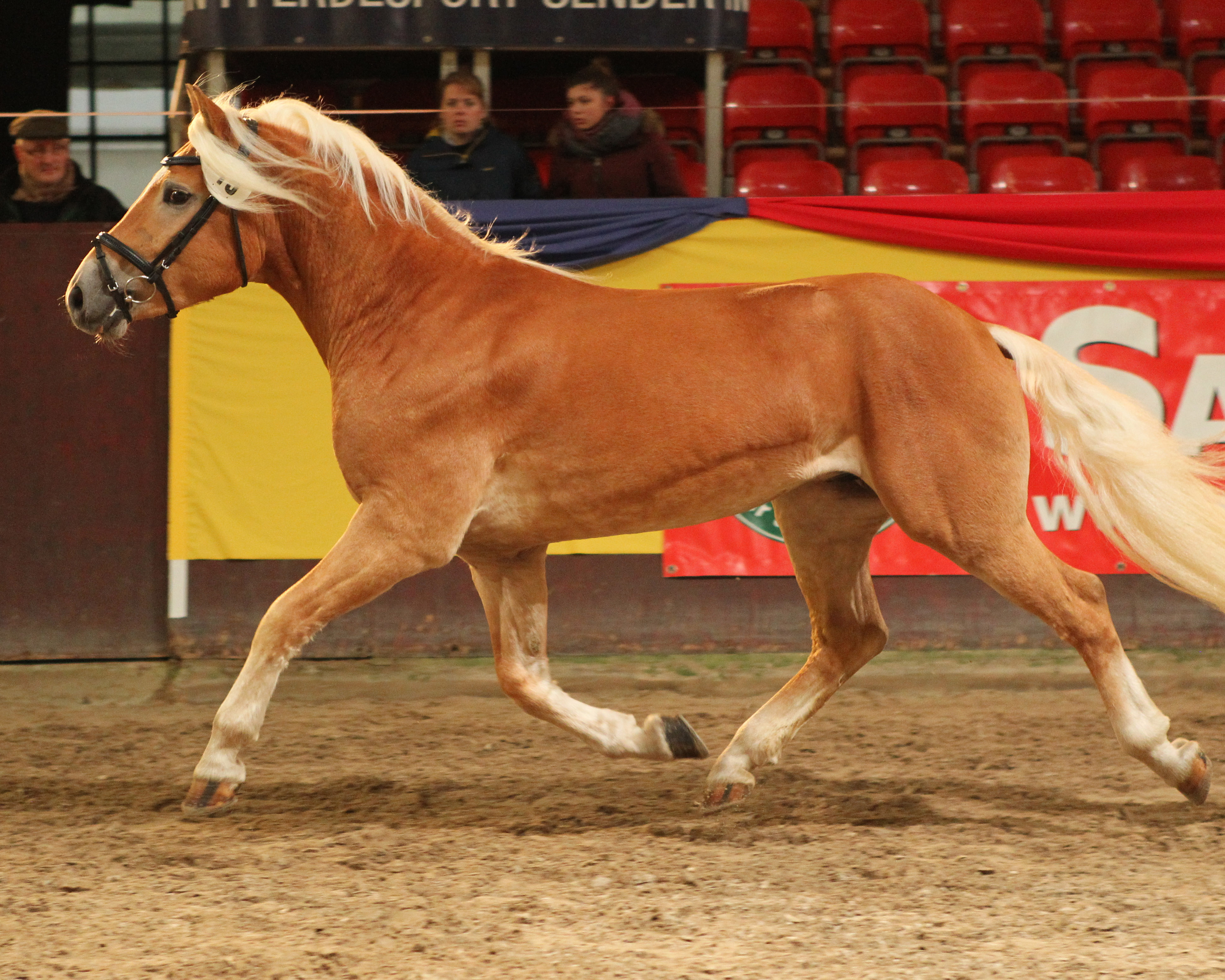 Gekörter Haflinger Hengst (Kat.Nr. 15) von Winterzauber / Stainz / Amadeus / Nestroy.