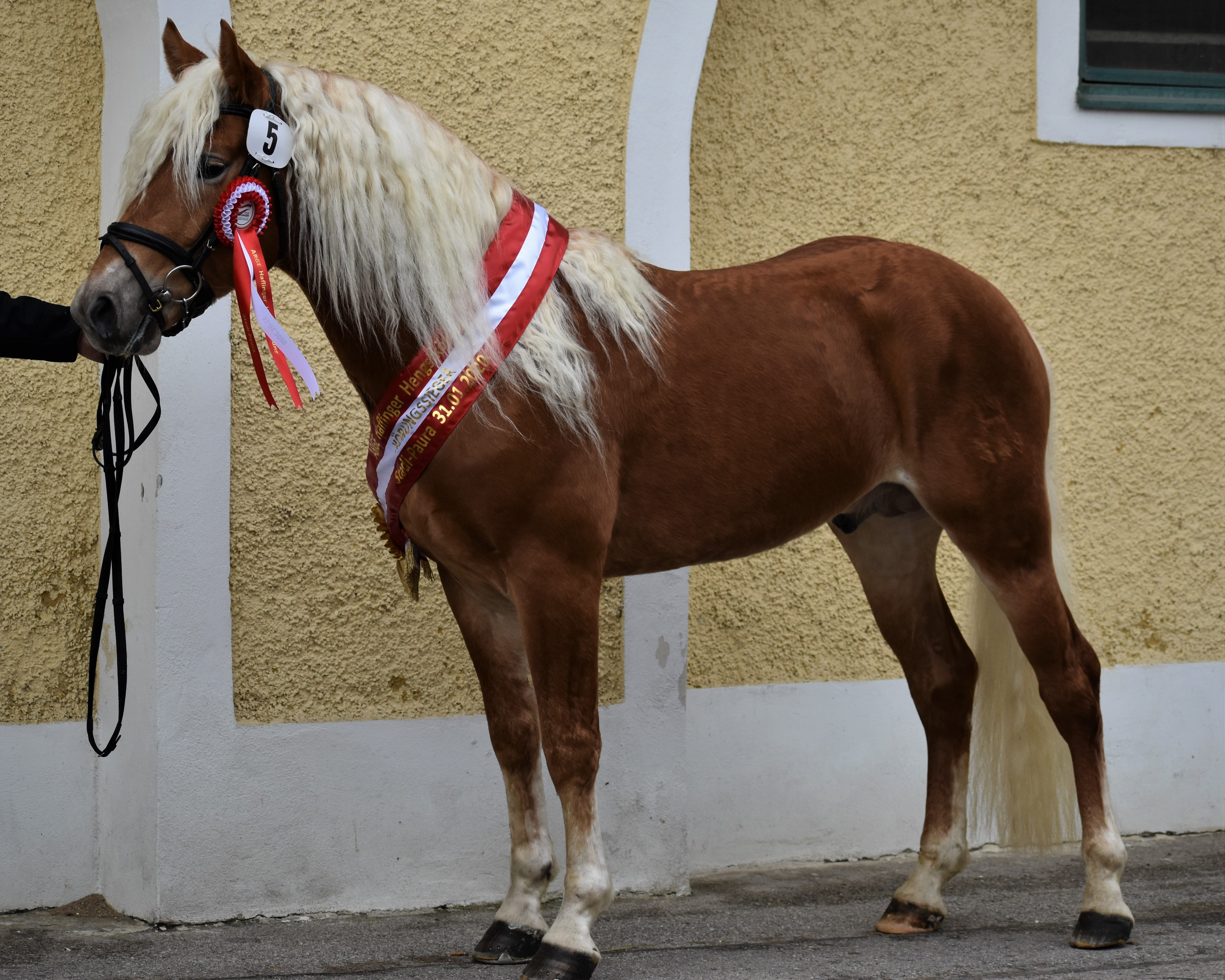 Adrian-W v. Atlantic/– Amalfi (Z.u.B.: Erich Wenzl, Ybbs) wurde mit einer Gesamtnote von 7,75 Körsieger bei der Haflingerkörung in Stadl Paura.