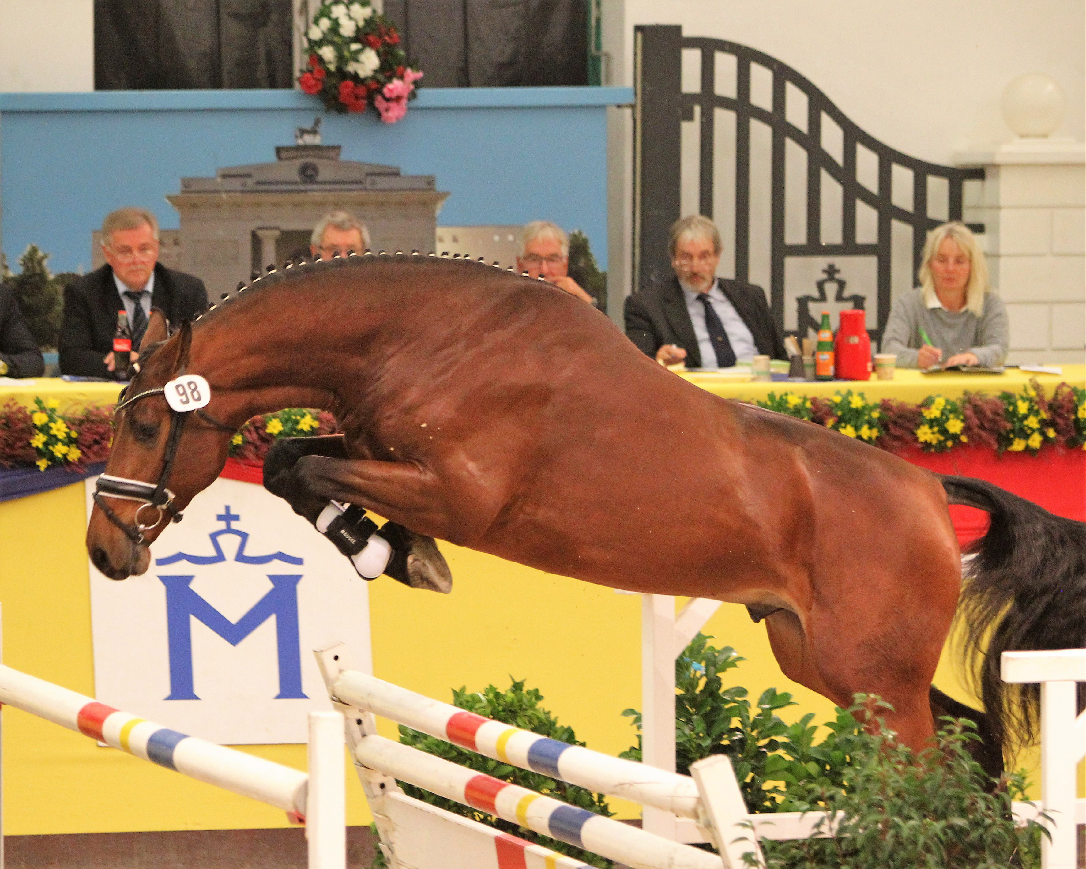 Der vierjährige Hengste Hickstead Blue (v. Hickstead White), der 2018 in Redefin bei den Mecklenburger Körtagen Springsieger wurde, hat mit einer gewichteten Endnote von 9,35 das beste Ergebnis bei der ertsen Hengstprüfung für Springhengste in Münster erreicht. Heinrich Ramsbrock (Menslage) hat den Hengst aus einer Mutter von Chacco-Blue gezogen. Er wurde von Kai Ligges (Ascheberg-Herbern) ausgestellt. Foto: Jutta Wego