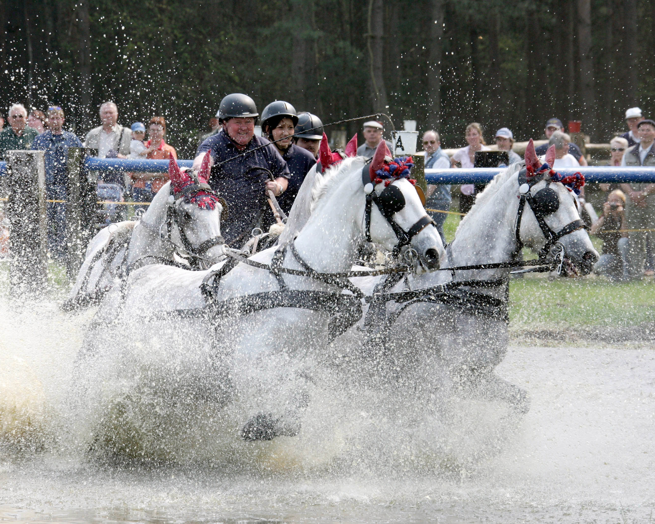 Dietmar Timm mit Orlowtrabern in seinem letzten aktiven Sportjahr. Foto: Jutta Wego