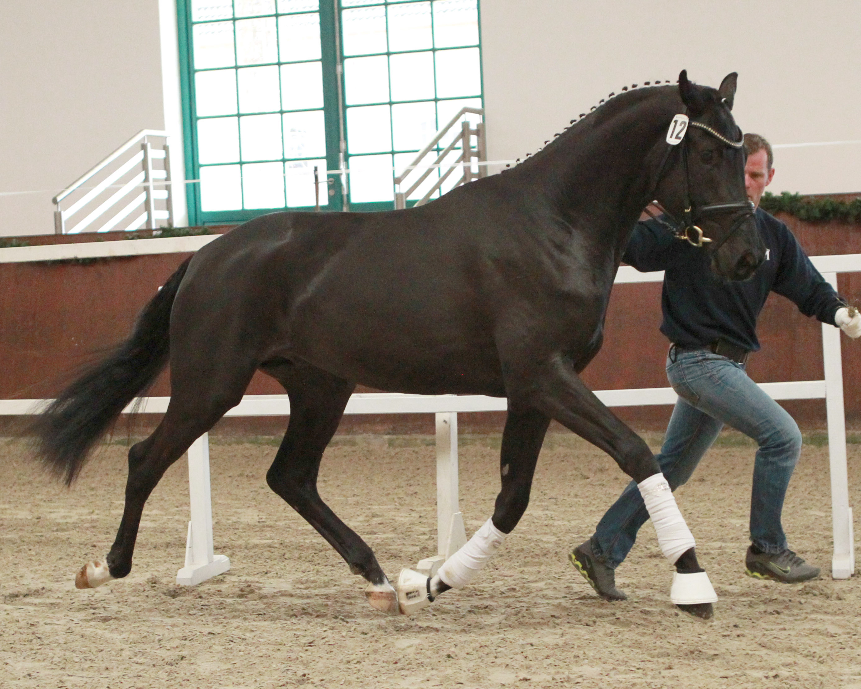 Der jetzt 8-jährige Hengst Montevideo (v. Millennium) bei seiner Körung im April 2015 mit Rocca Henning in Redefin. Foto: Jutta Wego