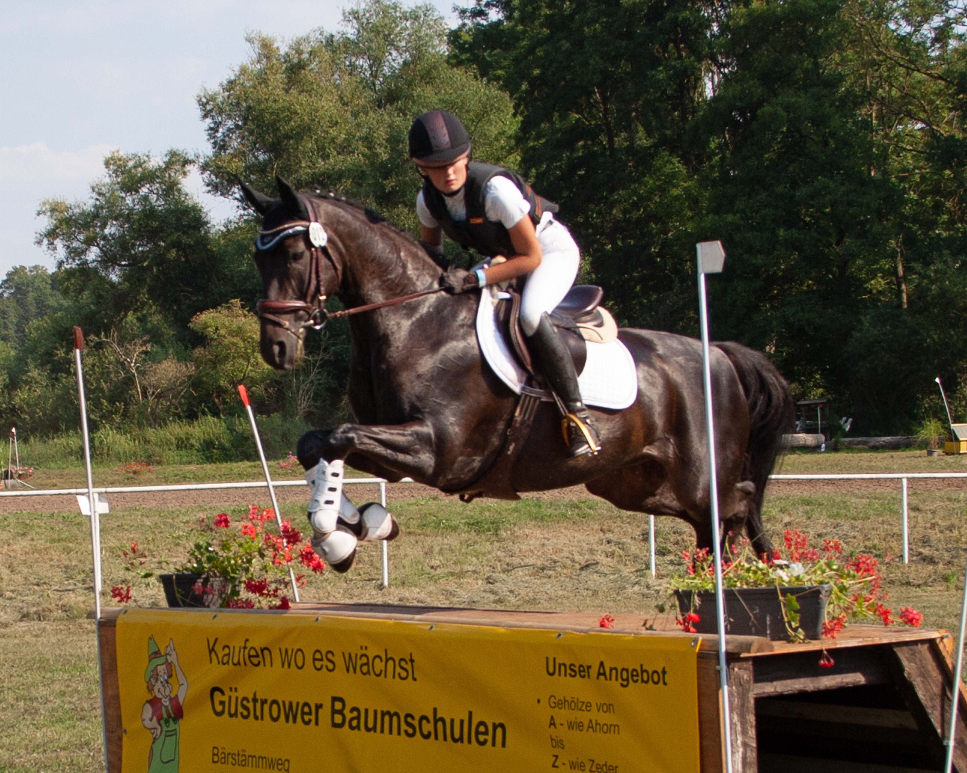 Freya Schaepe (Altkalen), bisher meist mit Ponys unterwegs, gewann in Spoitgendorf den Ein-Sterne Stilgeländeritt Klasse A mit Großpferd Basket. Foto: KaLo