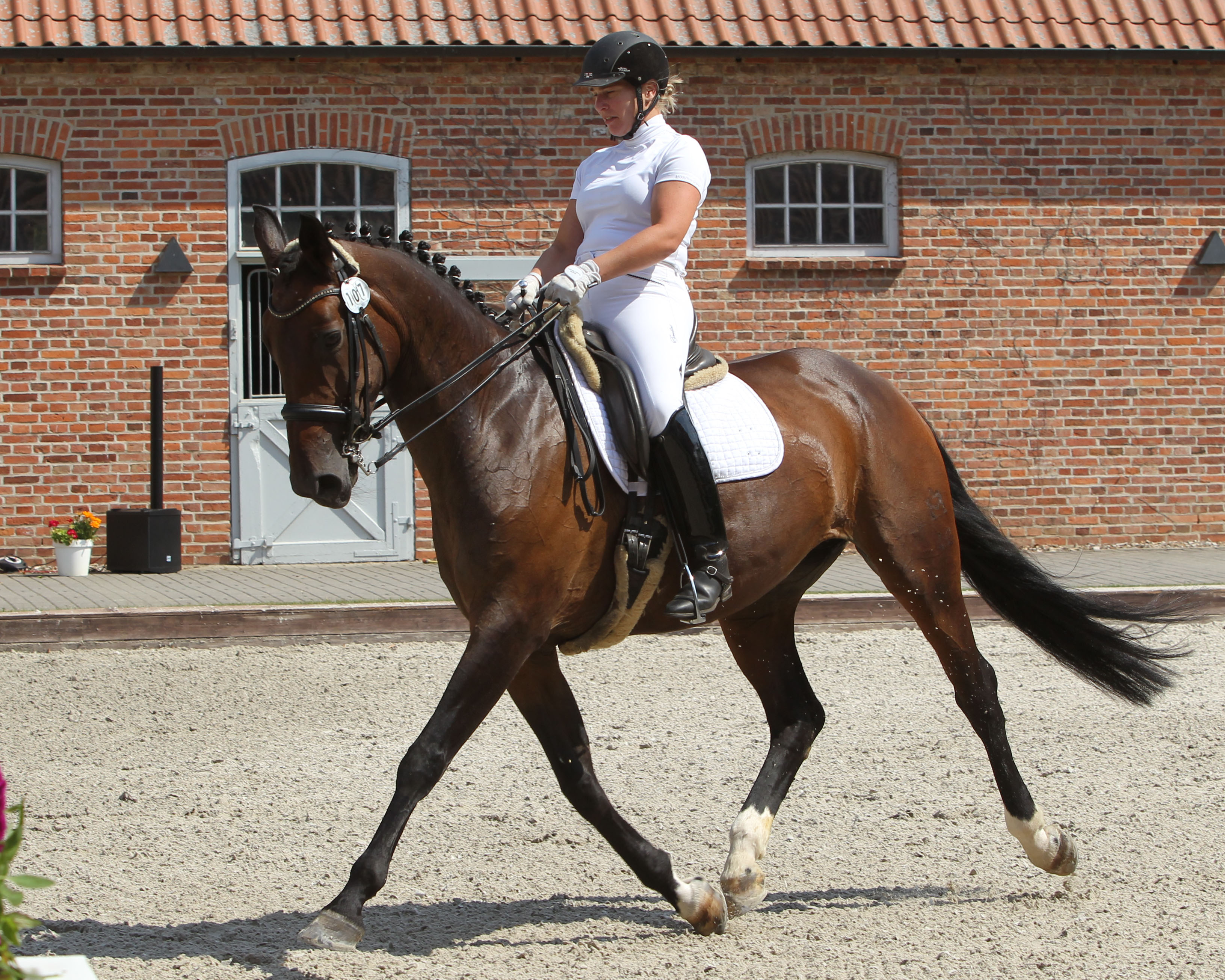 Steffi Gronwald aus Bannemin hat mit San Sebastián G die L7 gewonnen und wurde auf Rumba-Sue K (Foto) auch Zweite. Foto: Jutta Wego