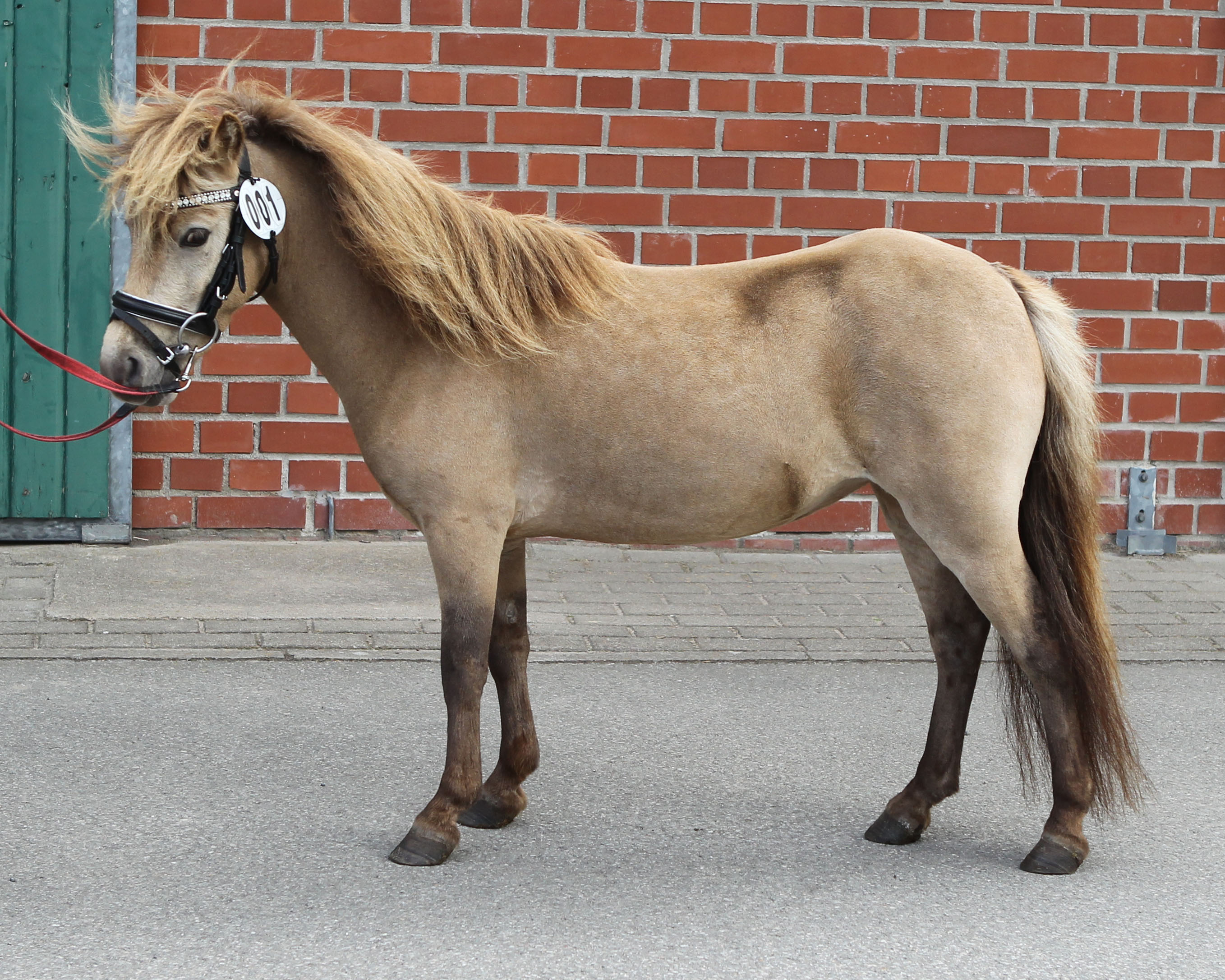 Zu den Teilnehmerinnen an der Pony-Fahrprüfung in Setzin gehört die 4-jährige Deutsche Classic Pony Stute Hara von Klingenberg, die in Hirschburg-Klockenhagen eingetragen wurde. Jörg-Albert Klingenberg aus Thulendorf hat die Buckskin-Stute von Herkules aus der Kosi von Krümel gezogen. Ausgestellt wurde sie von Stephanie Kroetki aus Schuby/SH. Foto: Jutta Wego