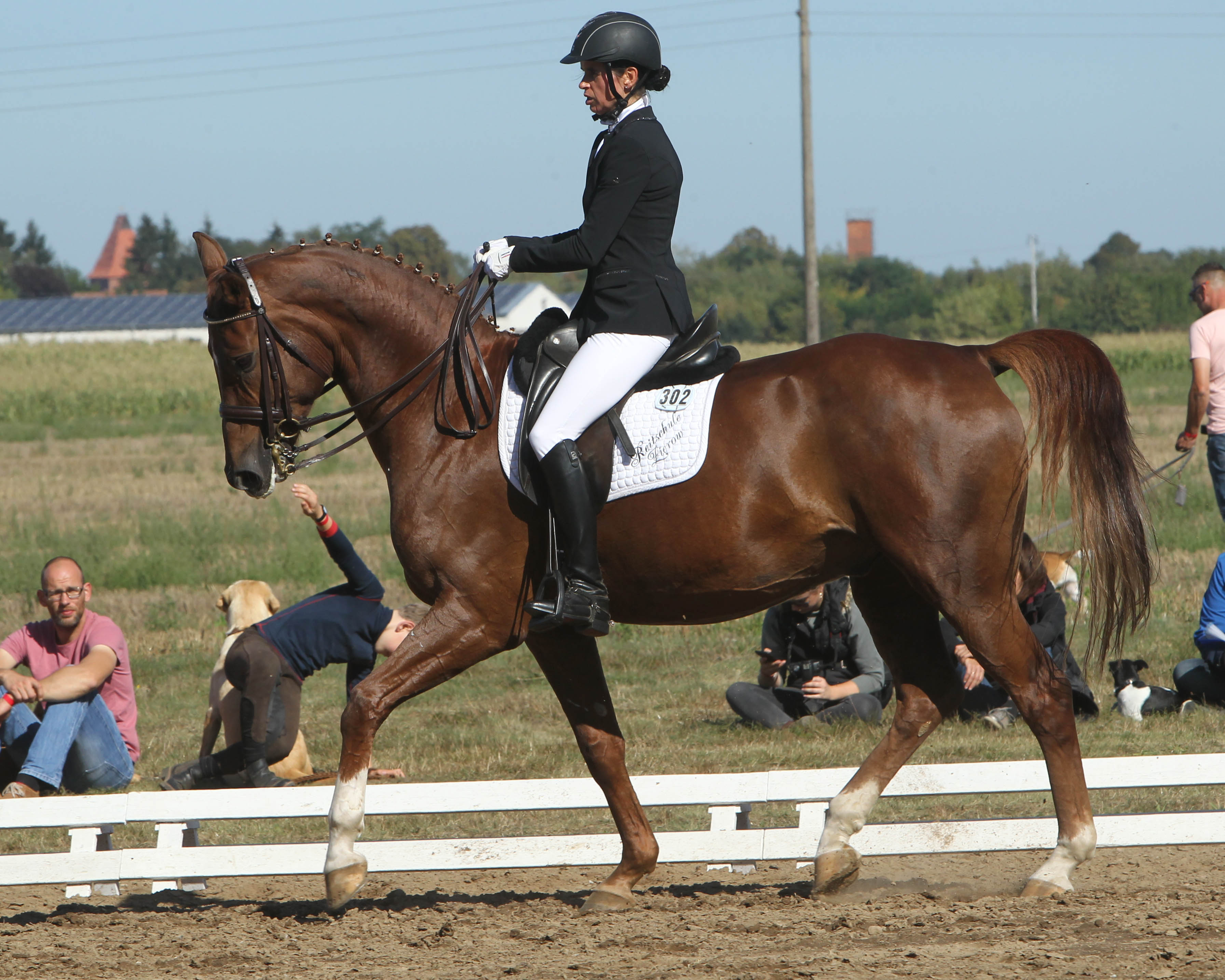 Einen 3. und 4. Platz gab es für die 38-jährige Andrea Elsholz in den M-Dressuren auf For Success in heimatlicher Halle. Foto: Jutta Wego