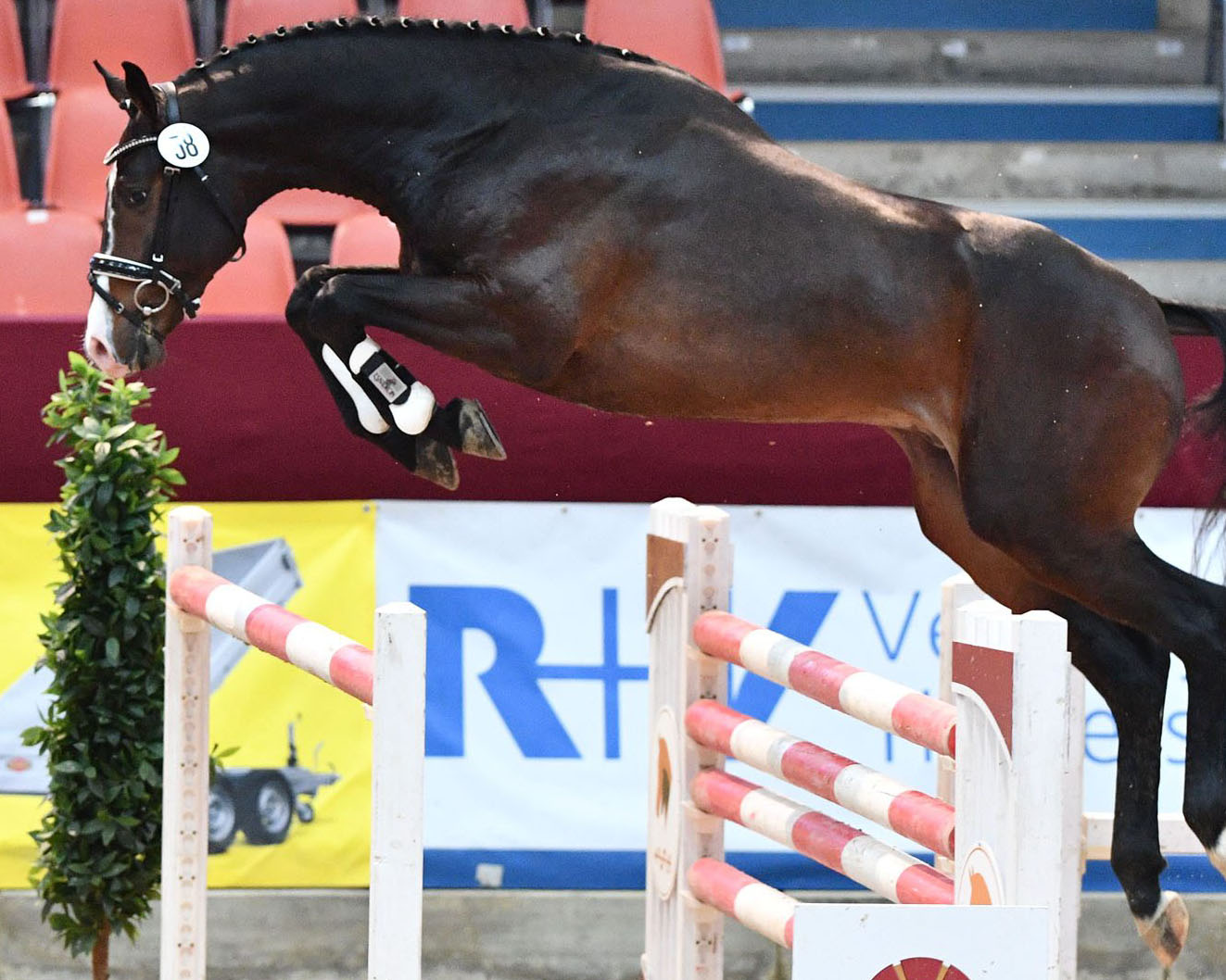Prämienhengst von Nimmerdor - Emilion war bestbezahlter Springhengst. Foto: B. Schröder