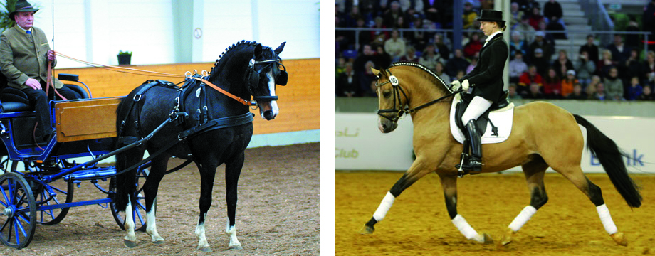 Diese beiden Hengste haben die meisten erfolgreichen Nachkommen in diesem Jahr (je 6). Links Visconti (Vita Nova's Hanassie x Flora's Hof Peter Pan) mit seinem Besitzer Günther Helm, rechts FS Champion de Luxe (FS Cocky Dundee x Golden Dancer) bei einer Hengstpräsentation.