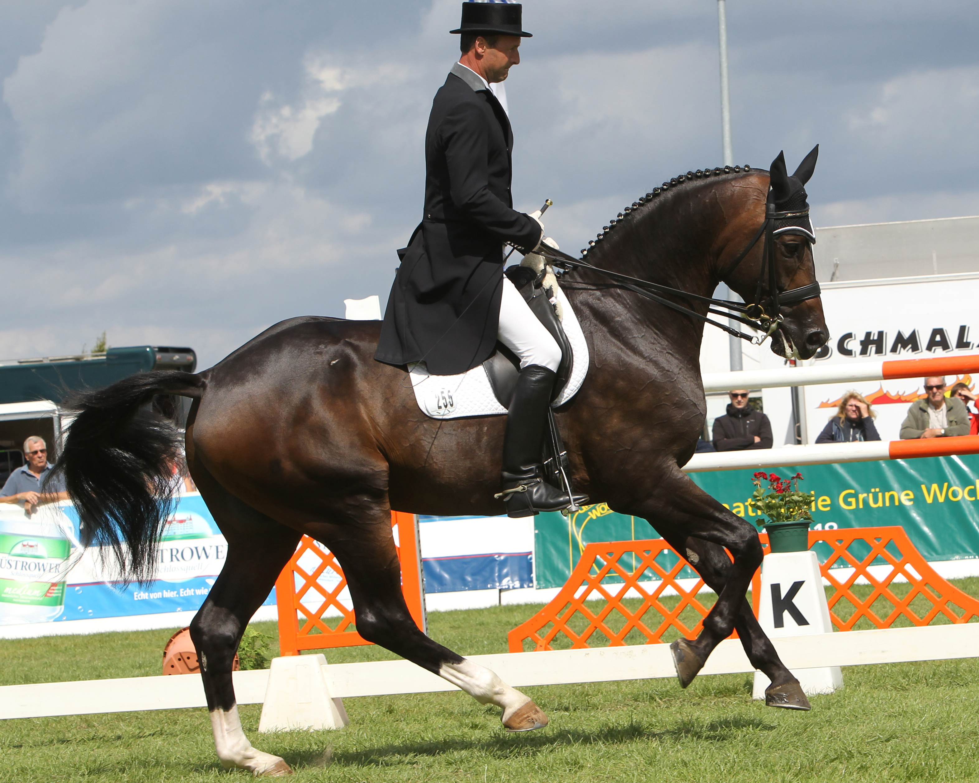 Ronald Lüders hat den 10-jährigen Hengst DSP Quantaz (v. Quaterback) zum Grand Prix Pferd ausgebildet, der jetzt unter Isabell Werth den begehrten „Otto Lörke-Preis“ für das beste Nachwuchs-Grand-Prix-Pferd des Jahres 2020 erhielt. Foto: Jutta Wego