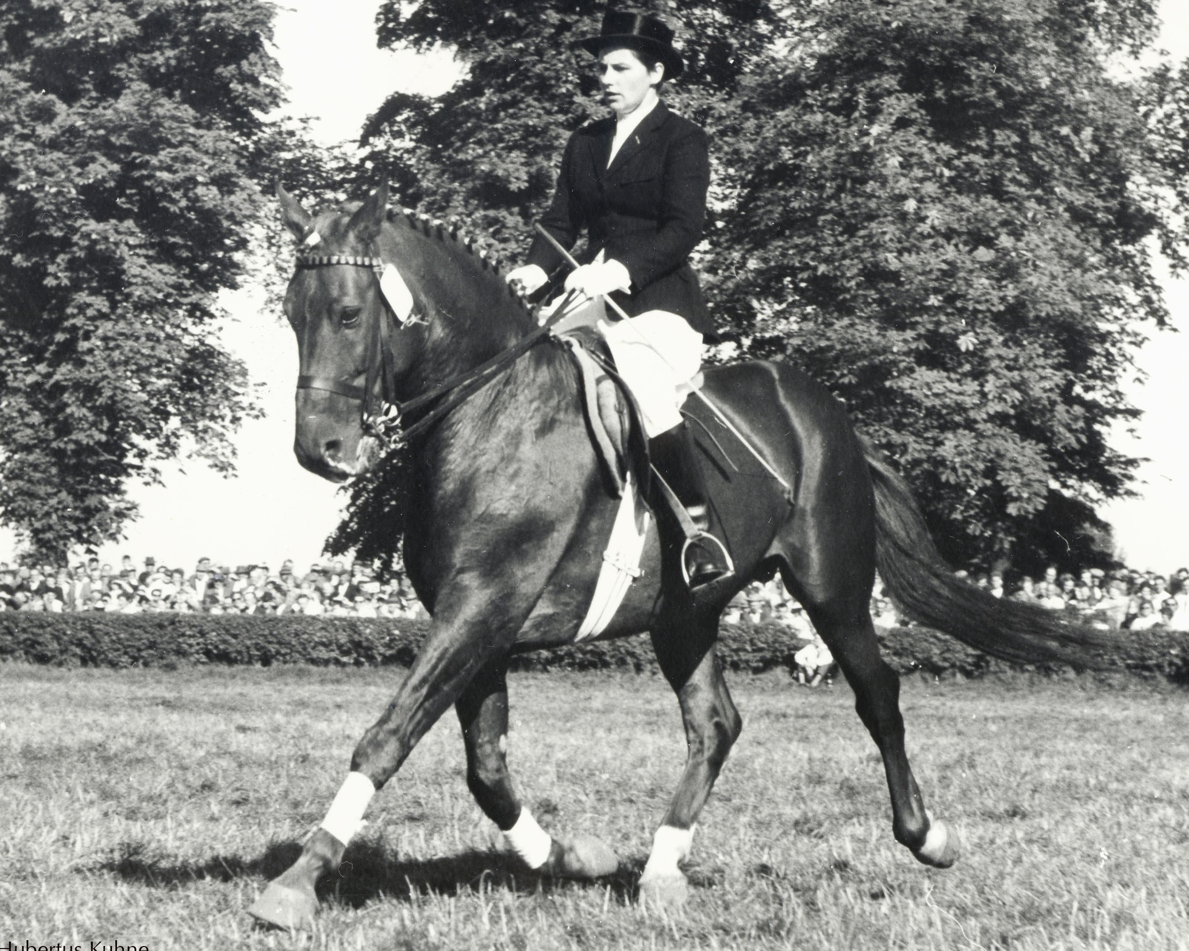 Christel Granzow aus Neustadt-Dosse wurde 1964 mit Aladin DDR-Meisterin bei den Dressurdamen. !961 und 1962 wurde sie bereits Vizemeisterin und konnte 1963 die Bronzemedaille gewinnen (alle Erfolge mit Aladin. © Kuhne 