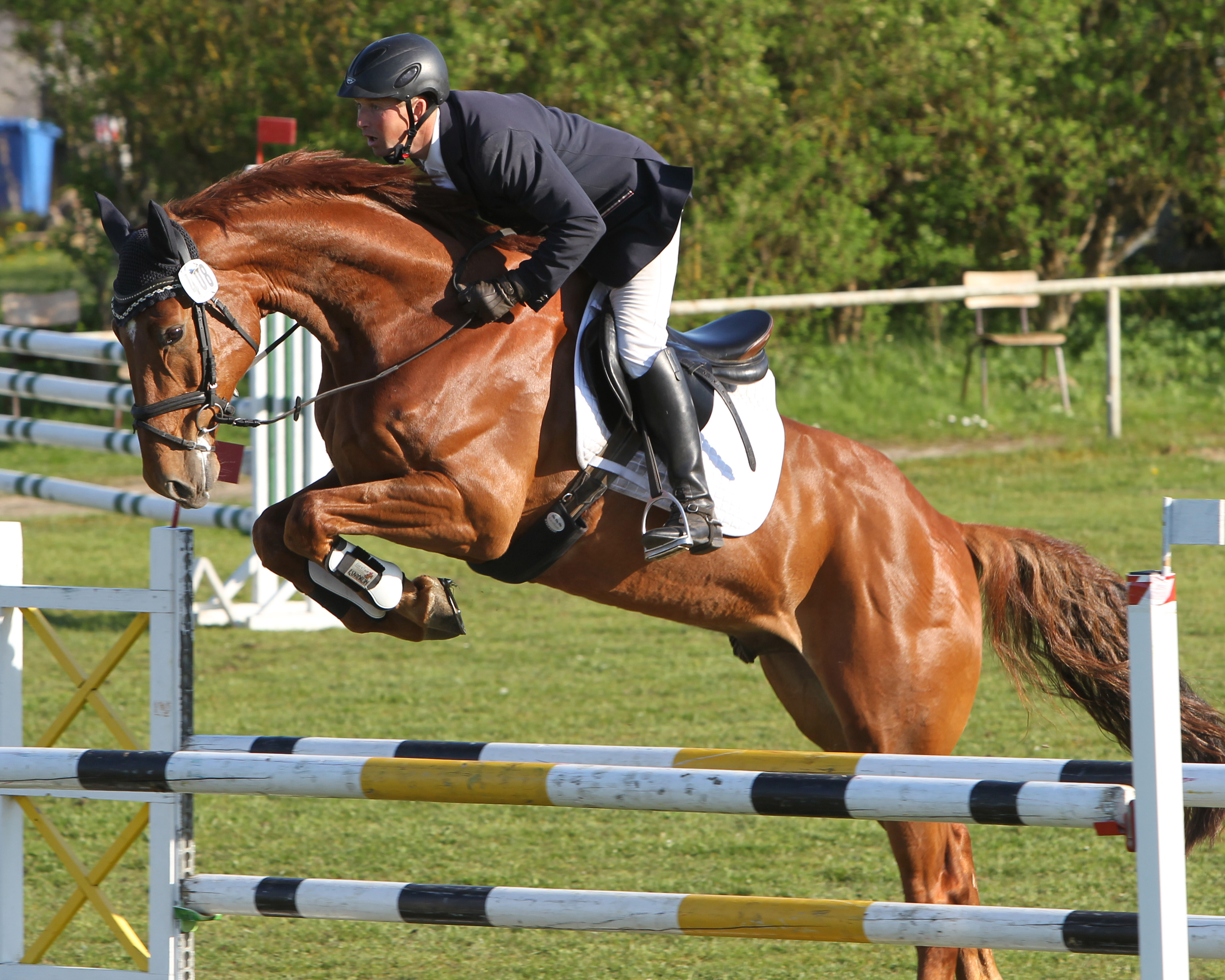 Dantino B 2016 als Vierjähriger Wallach mit seinem Züchter Andreas Brandt bei einem Turnier, wo auch sein Springtalent schon unverkennbar war. © Jutta Wego