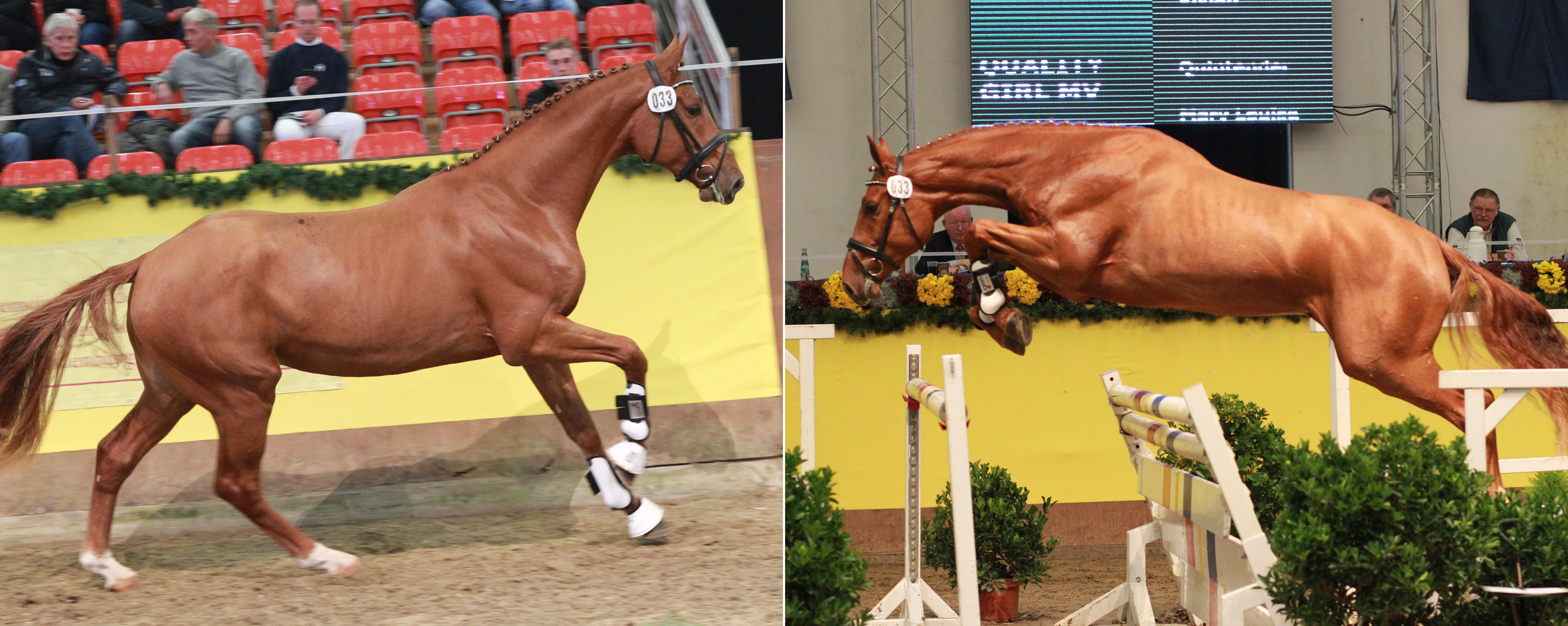 Dantino B (v. D’Olympic) 2013 bei der Körung in Redefin über dem Sprung und im besten Bergauf-Galopp. © Jutta Wego