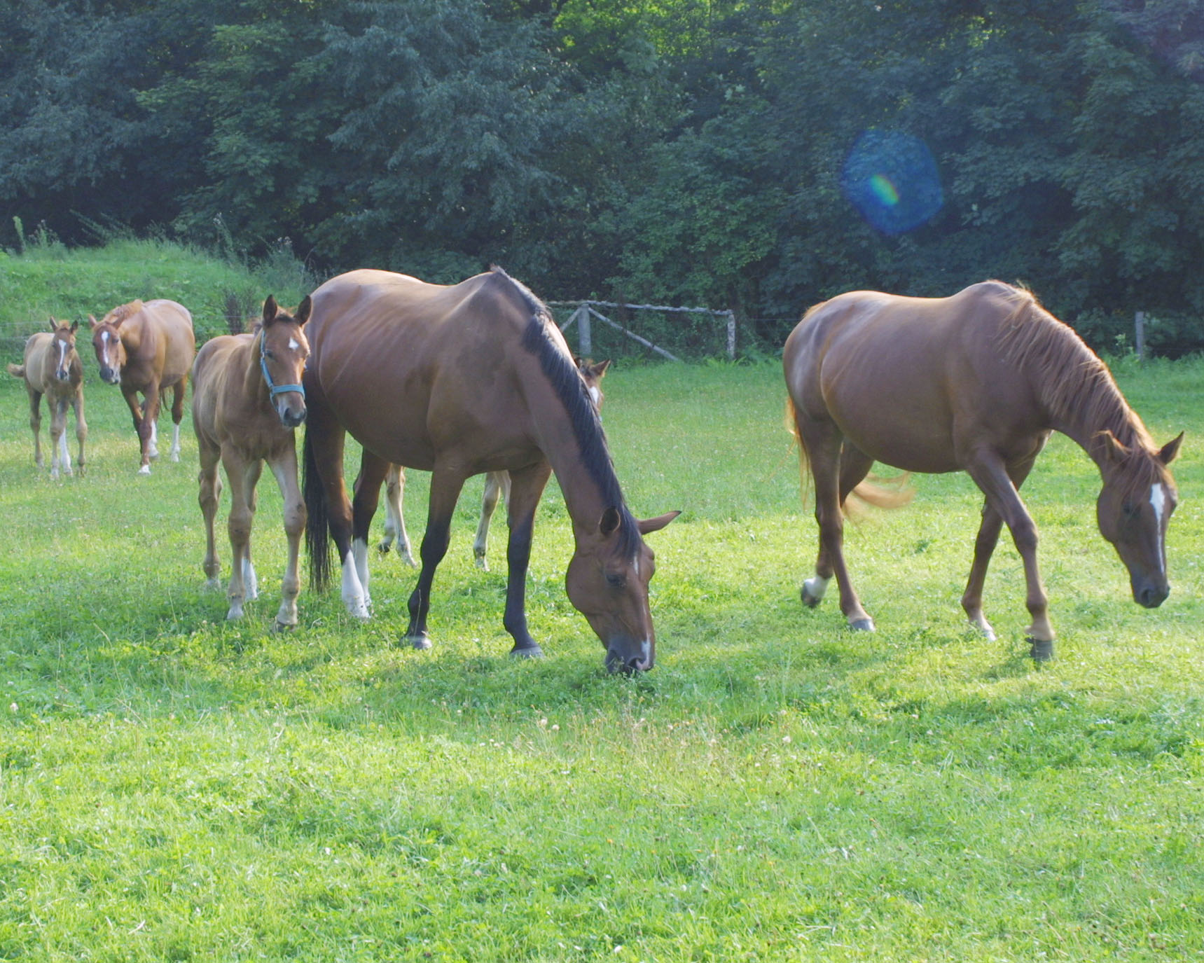 Die Pandemie durch Covis-19 hat sich nicht negativ auf die Zahzlen der deutschen Pferdezucht ausgewirkt. © Jutta Wego   