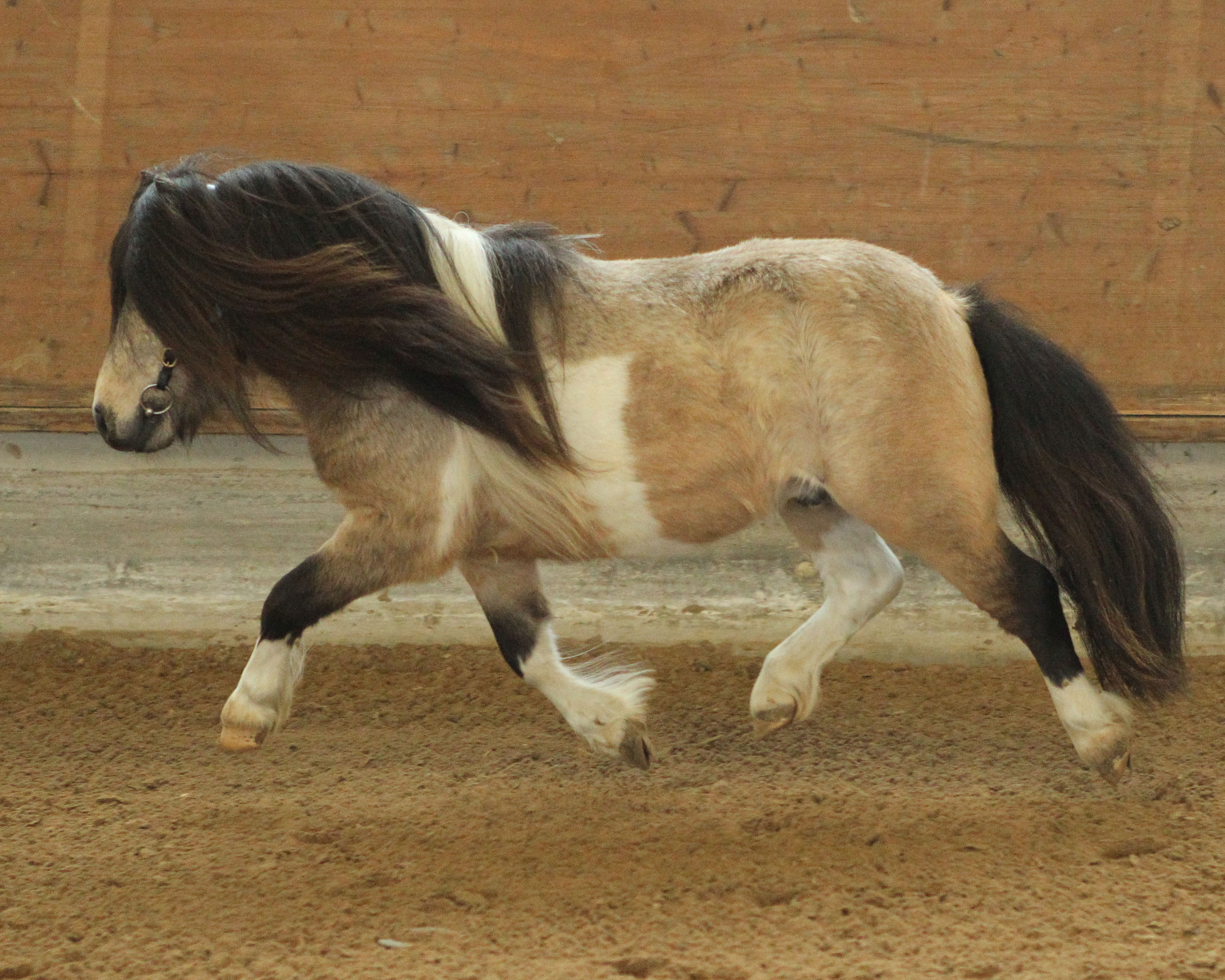 Kat. 01: Shetland Mini, LE-DIVION VON KAIROS v. Bambie de Valk x Pino van de Zwaanshoek (Z.: Niederlande, A.: Andreas & Jessica Wagner, Warin). © Jutta Wego