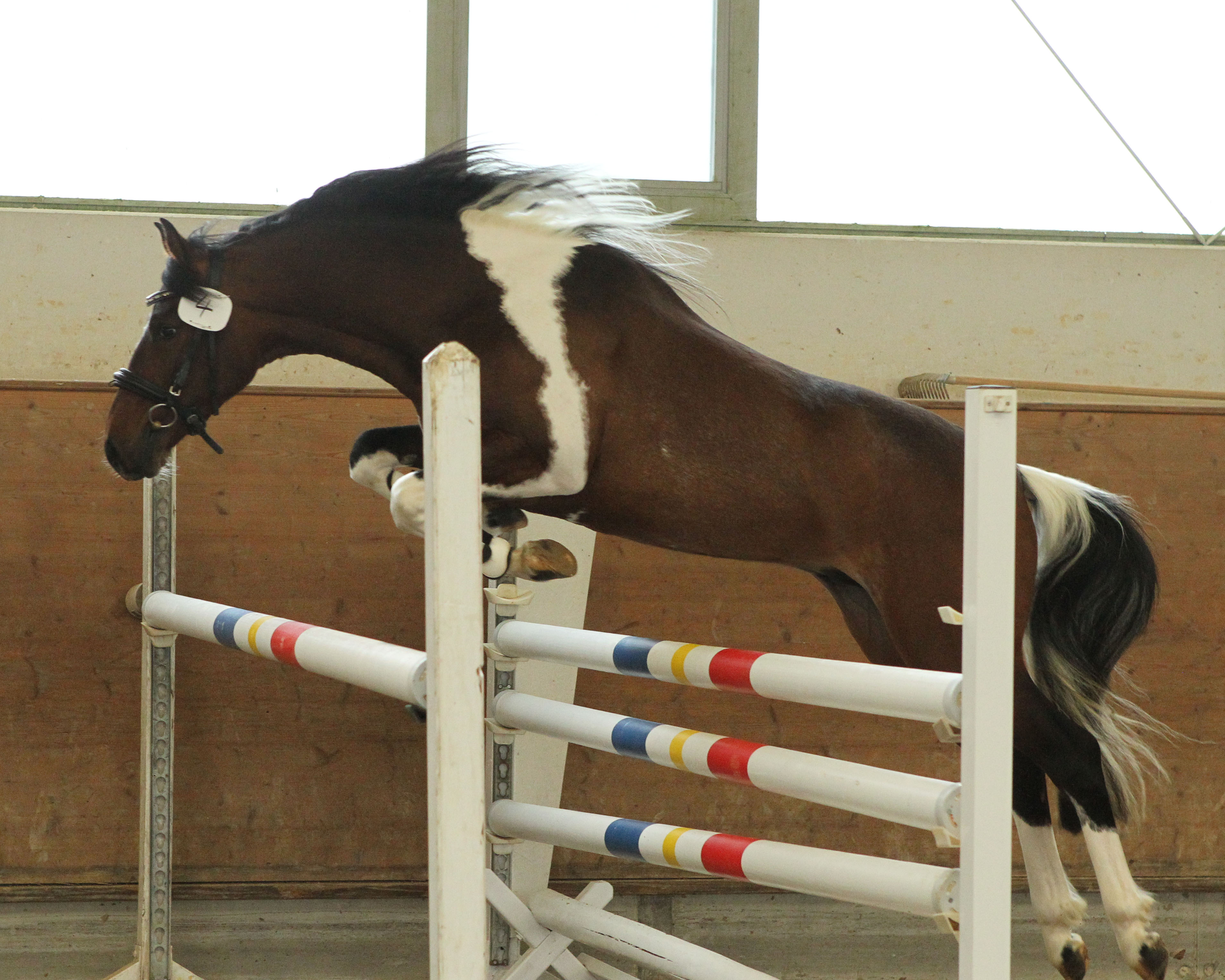 Kat. 04: Lewitzer v. Quaterback’s Junior x Seppe (Z.u.A:. Mario Mühlenberg, Friedrichsruhe). © Jutta Wego