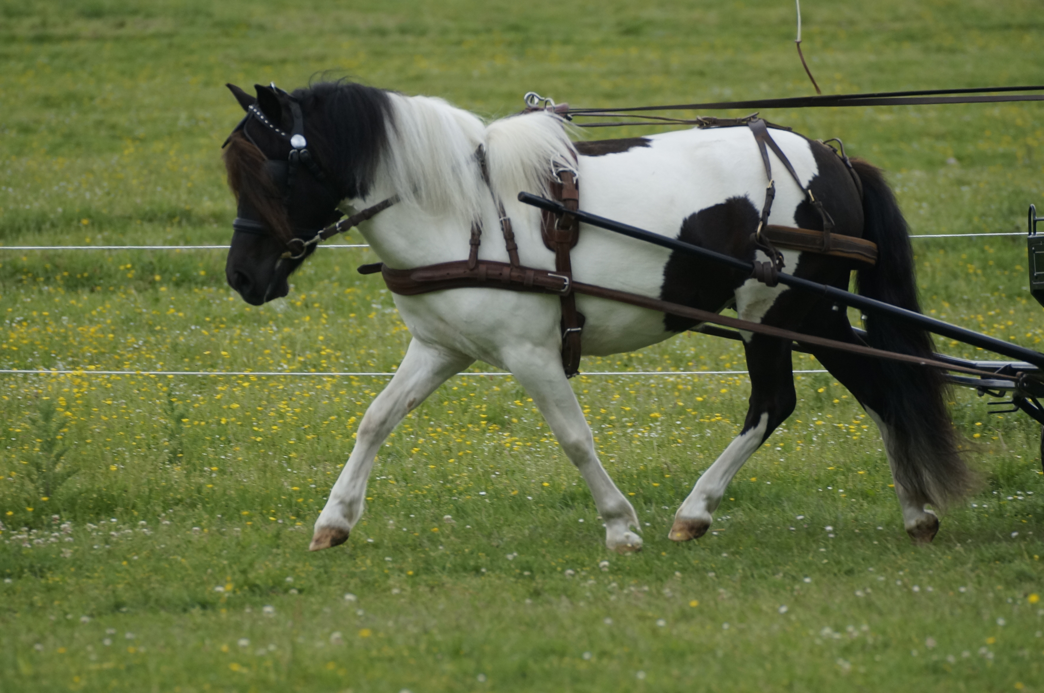 Shetlandpony-Stute Engely (von Example van Stal Polderzicht aus der StPrSt. Susann v. Supervisor van de Achterhork) aus der Zucht von Elisabeth & Gisbert Koch (Setzin) und dem Besitz von Springreiter Thomas Schröter (Holzendorf), die mit 8,53 die Veranlagungsprüfung in Setzin gewonnen hat. Hier bei der Stutbuchaufnahme in Redefin, bei der sie Prämienanwärterin wurde. © Bettina Allers