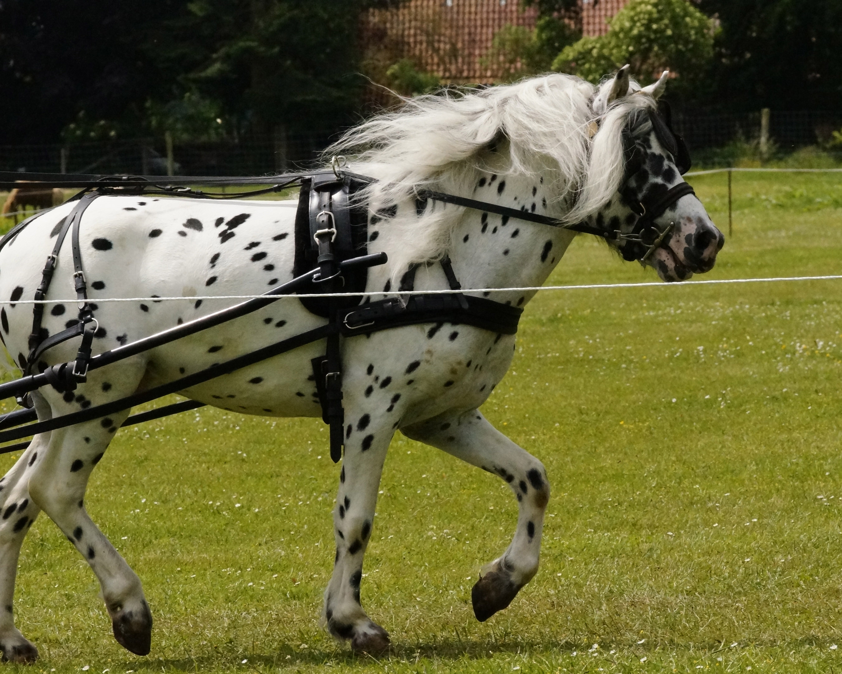 Eine 8 steht auch bei den beiden nächstplatzierten. 8,01 erreichte der Partbred-Shetlandhengst EASY RIDER, ein vierjähriger Rapptigerschecke aus der Zucht und dem Besitz der Gemeinschaft Engel/Heuer aus Garbsen. © Bettina Allers