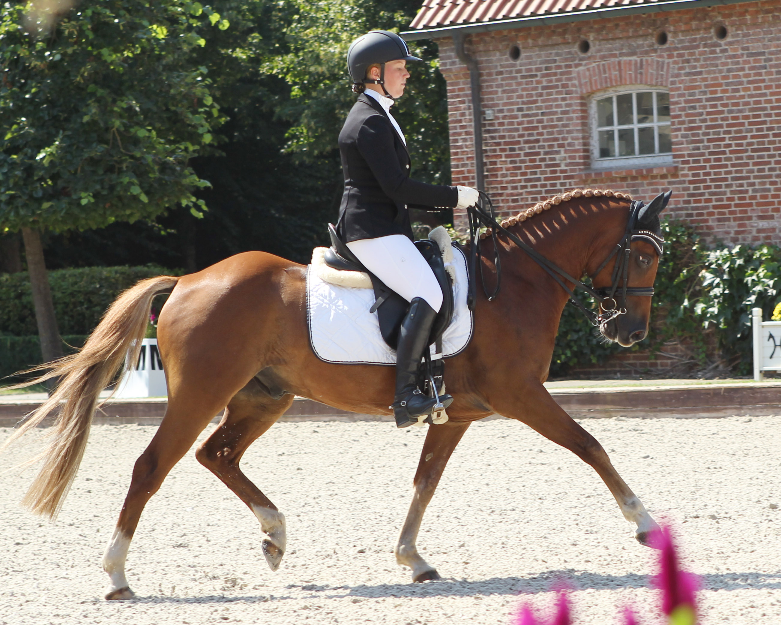 Mit zwei zweiten und dem 3. Platz in der M-Dressur auf pONY Domino (Foto) gehörte Ann-Christin Mehl (Zingst) zu den erfolgreichsten Reitern in Wöpkendorf. © Jutta Wego