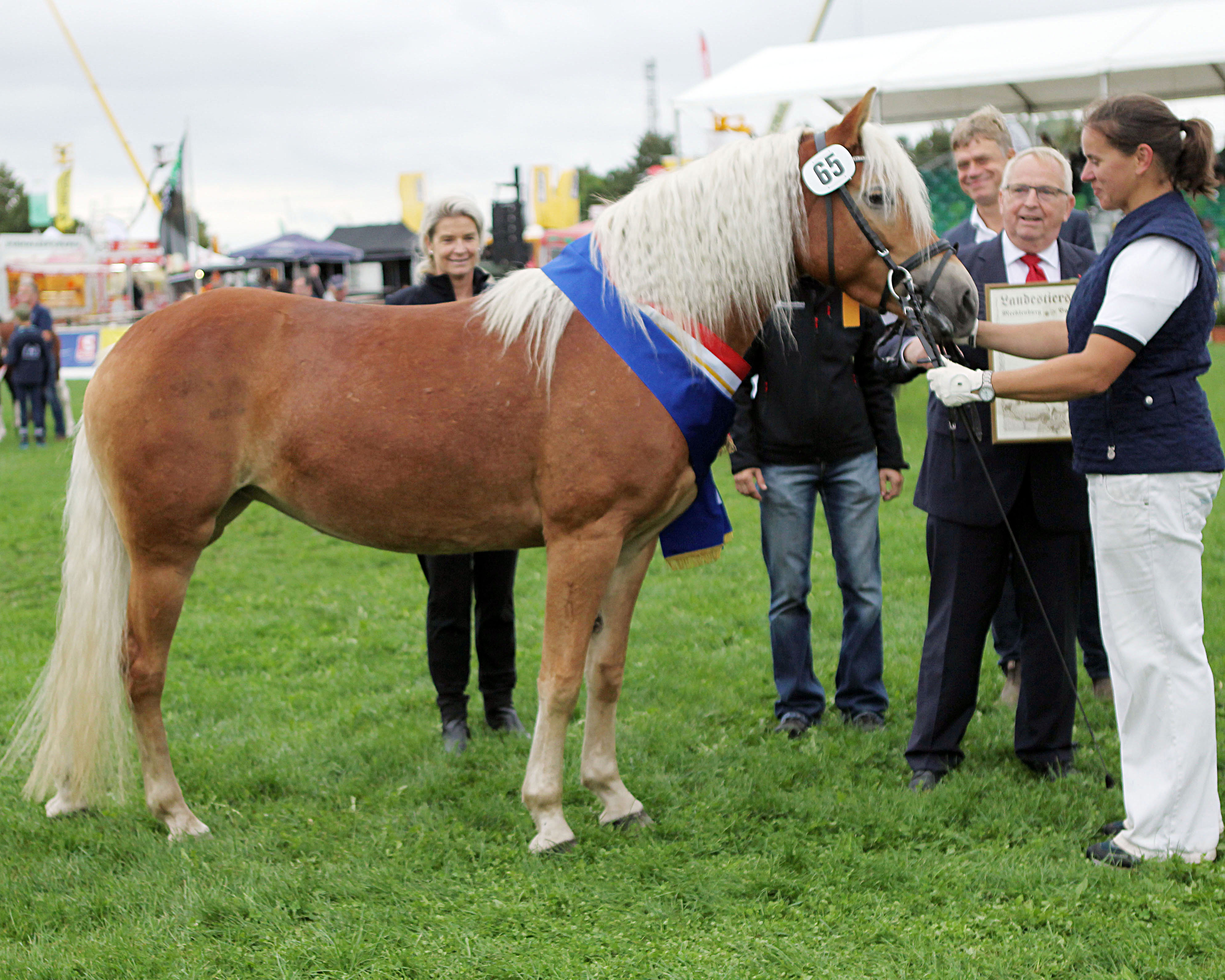Miss Mecklenburg bei den Pony- und Kaltblutrassen wurde die Haflingerstute EYRA, v. Amore Mio (Kat.Nr.65). Z.:u.B.: Fritz und Dörte Wolfgramm, Levenhagen. © Jutta Wego