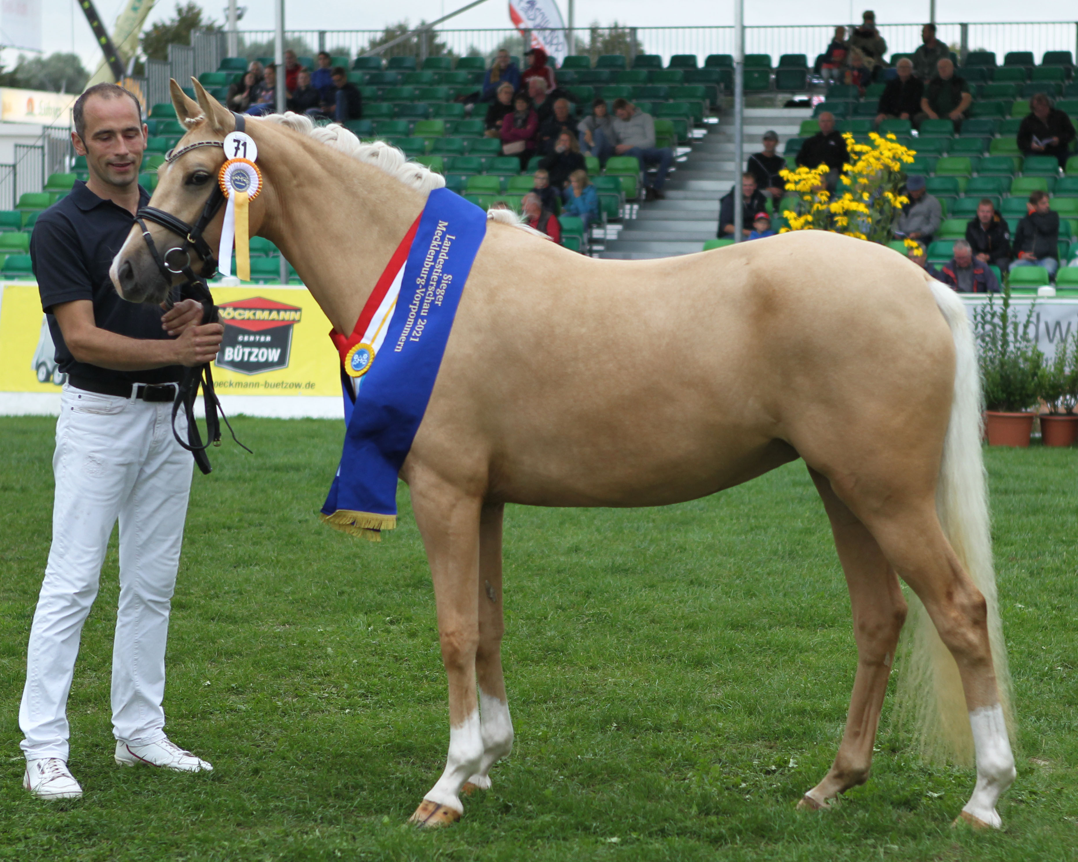 Die nur ganz knapp von Eyra geschlagene Reservesiegerin der PKS-Rassen und Siegerin bei den Reitponys, NIZZA VM v. Nancho‘ Golden Star (Kat.Nr. 7). Z.u.B.: Patrricia von Mirbach, Kühlungsborn. © Jutta Wego