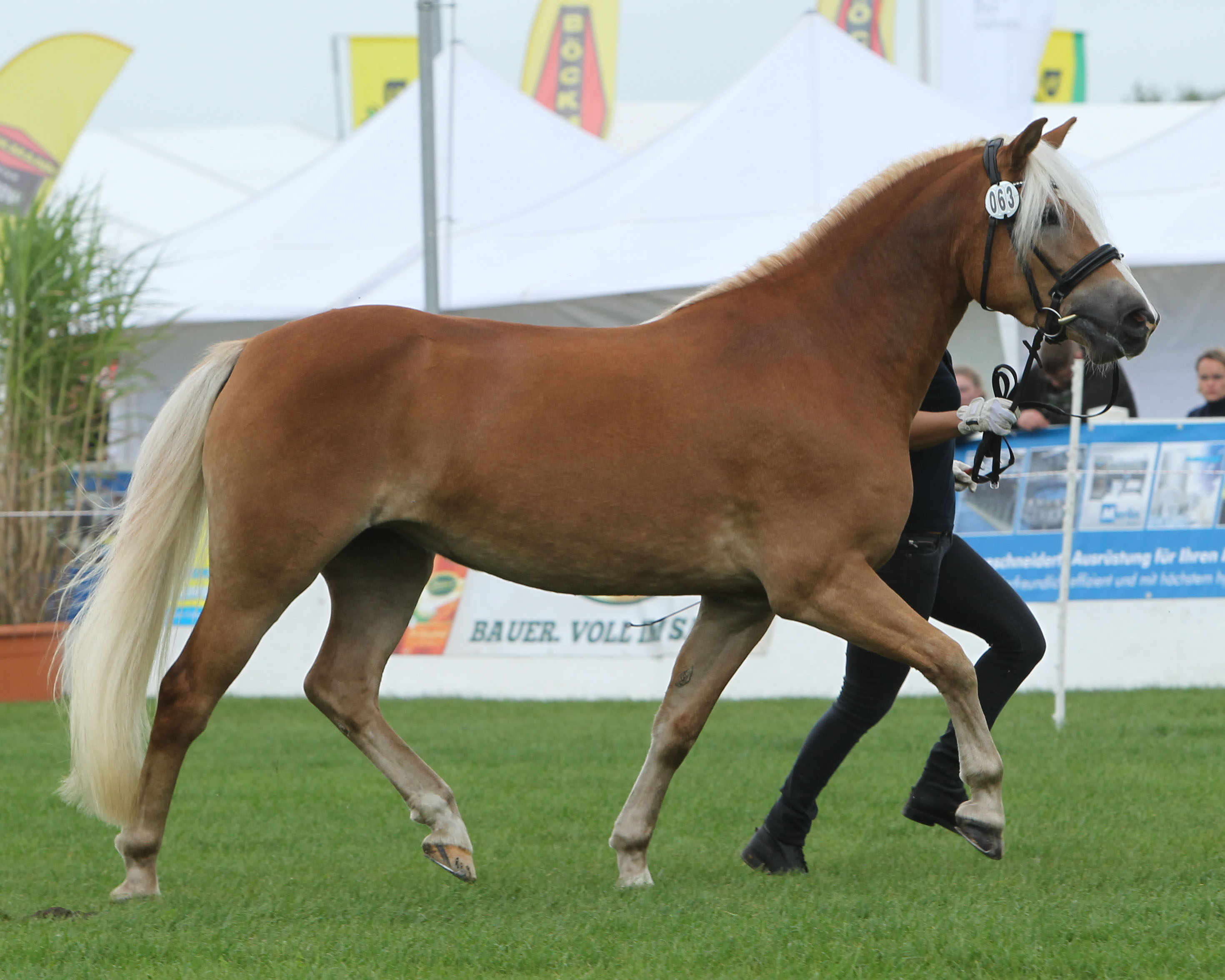 JAMILCHEN UMM, Haflinger Prämienstute v. Alegro WK. Z.u.B.: Haflingerbetrieb Ummanz/Rügen. © Jutta Wego