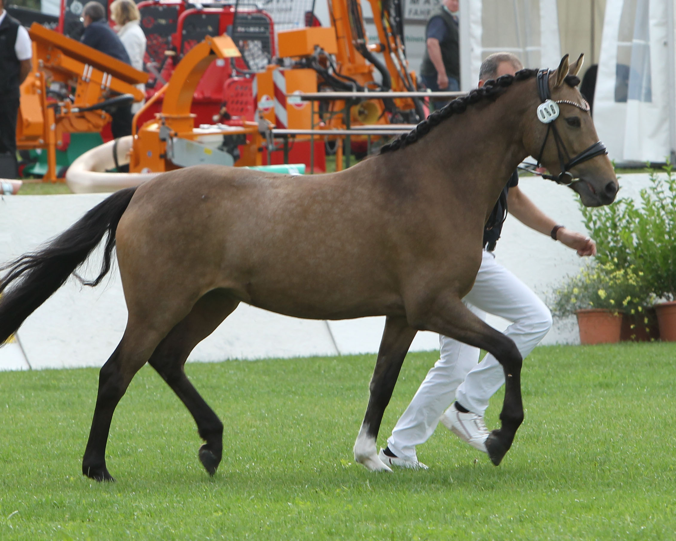 HILL’S COVER GIRL, Reitpony Prämienstute v. Candyman. Z.u.B.: Jacqueline Hill, Bobitz. © Jutta Wego